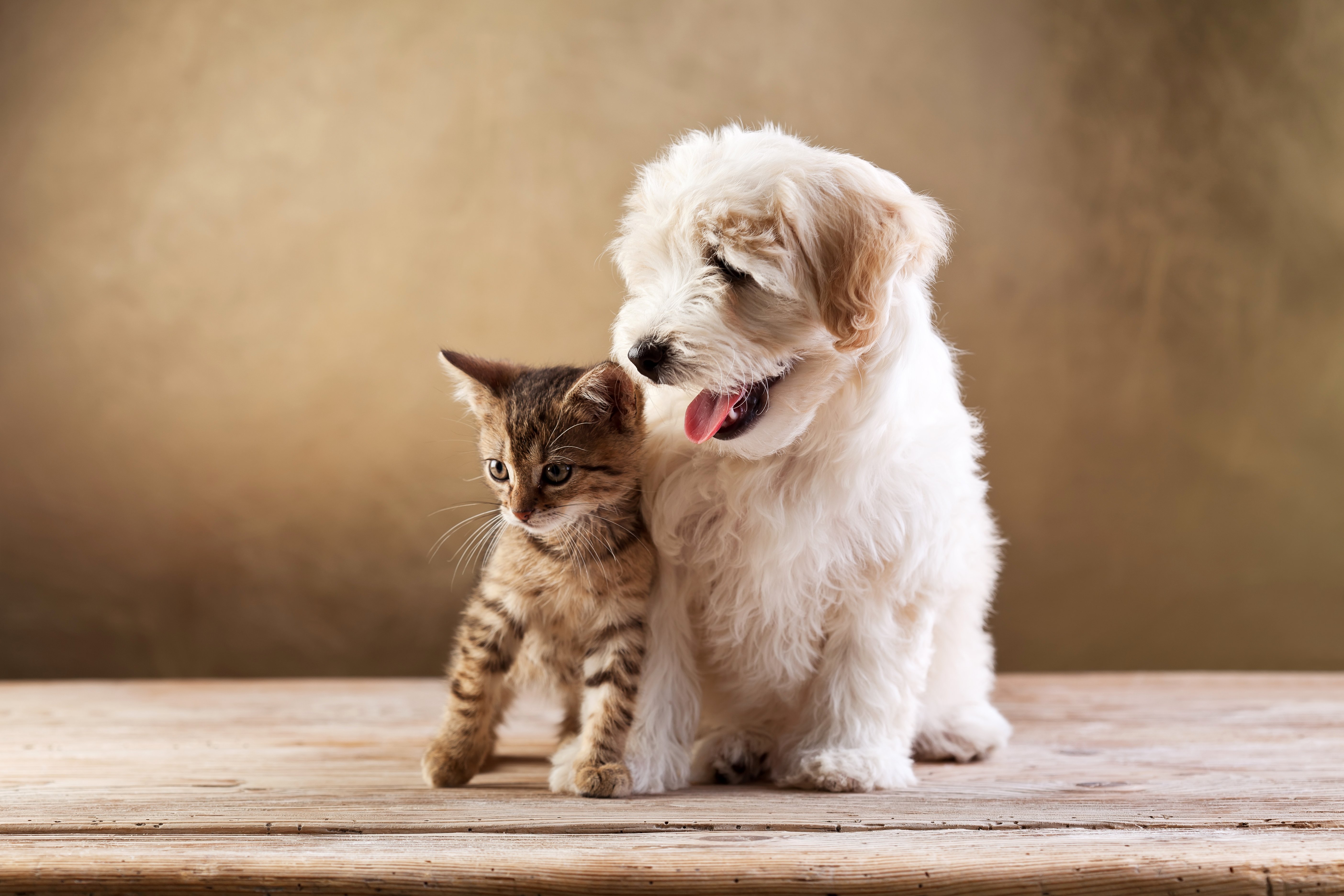 Baby Cat And Dog Wallpapers