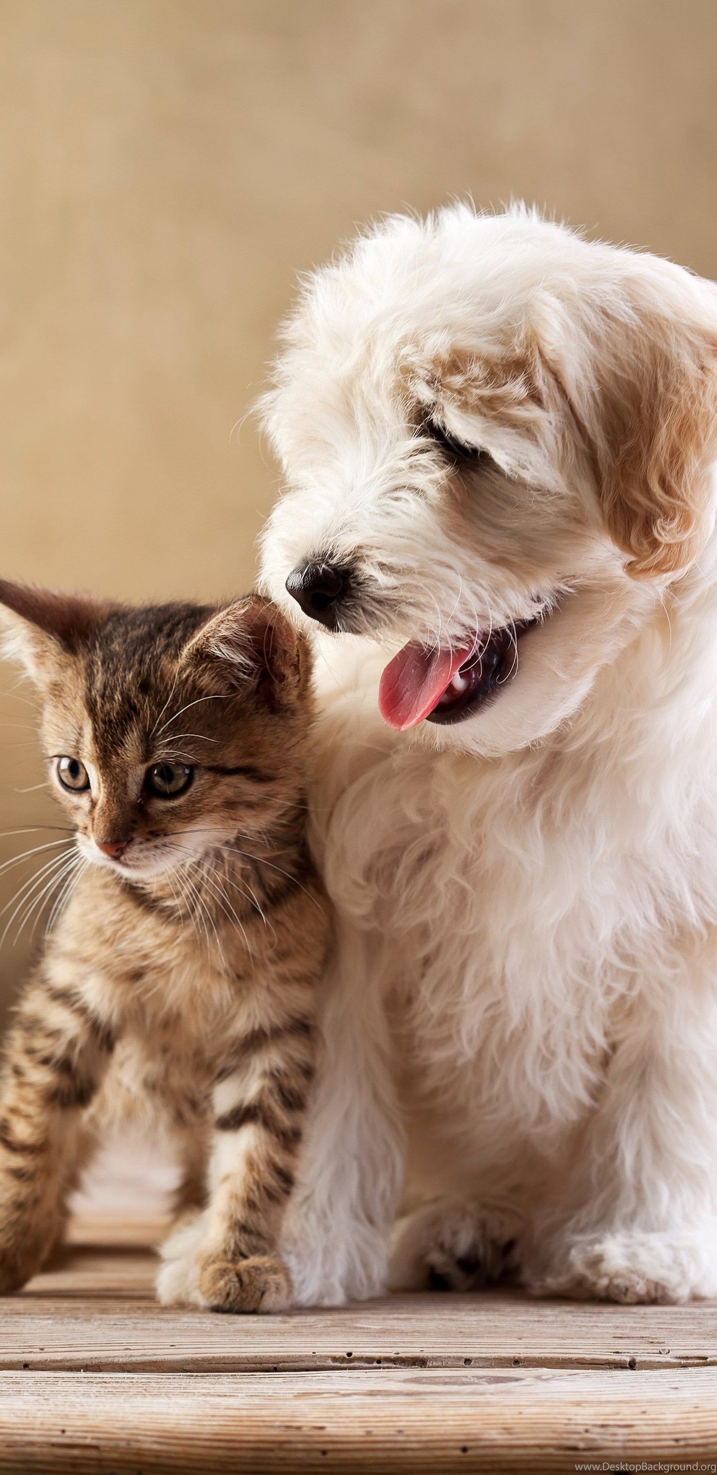 Baby Cat And Dog Wallpapers