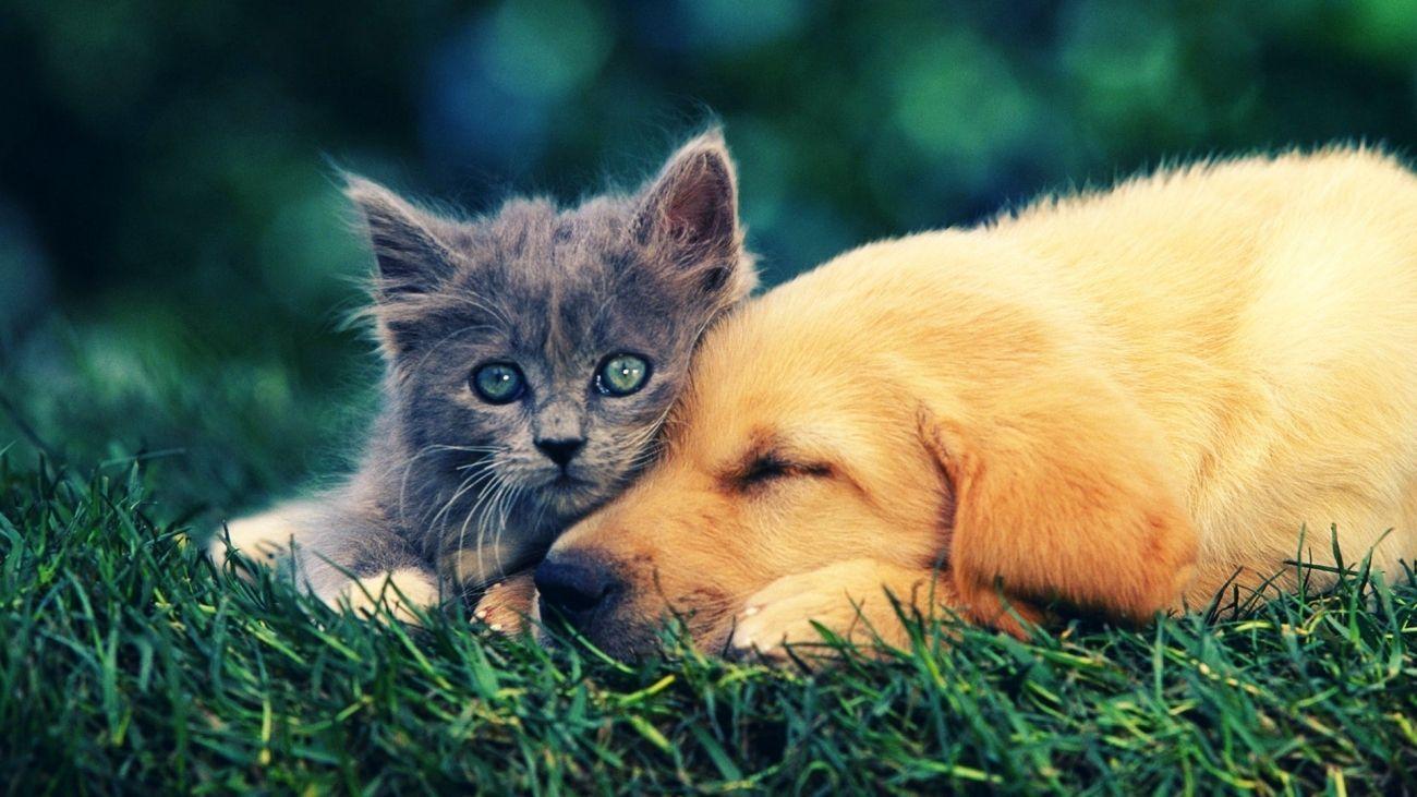 Baby Cat And Dog Wallpapers