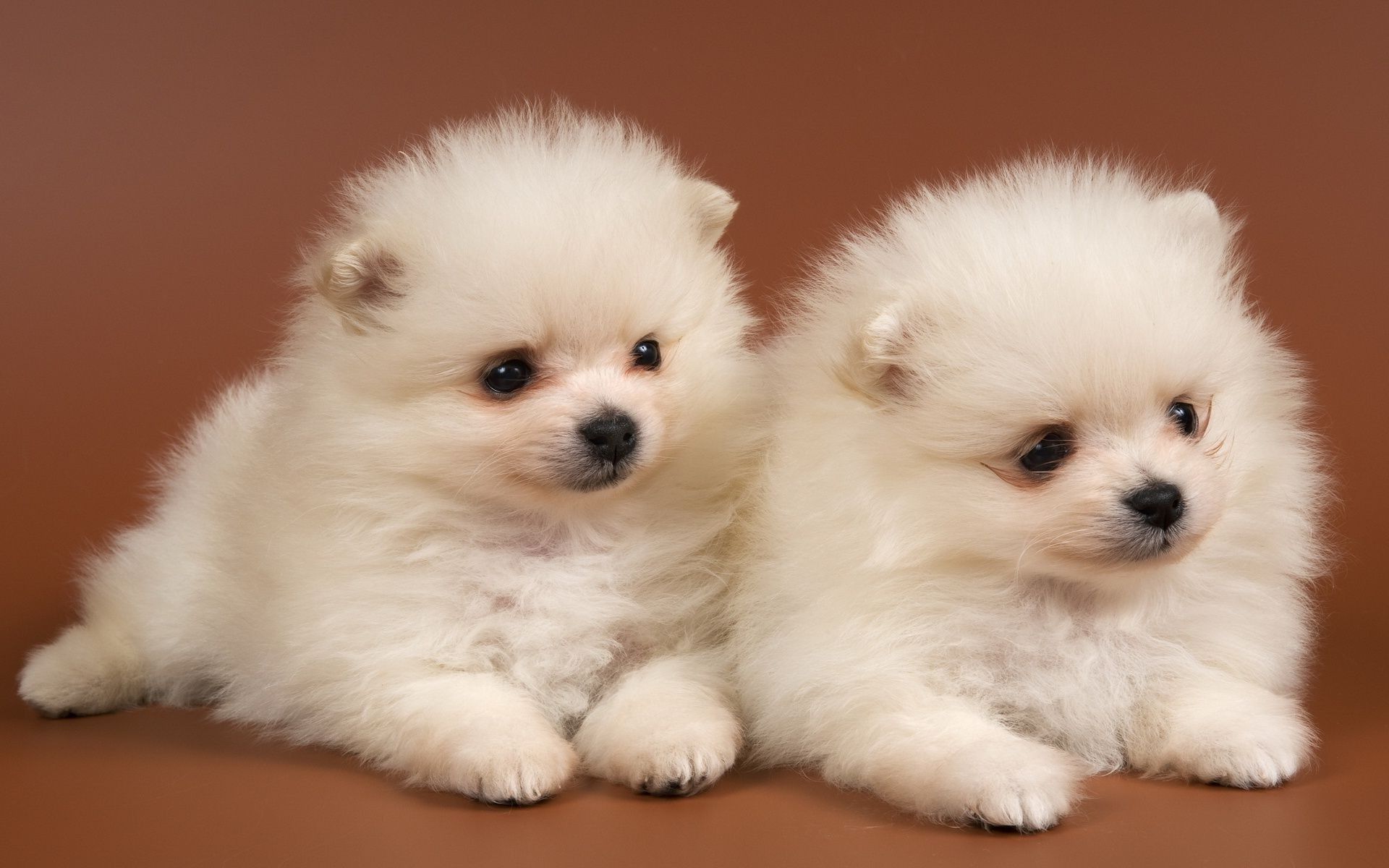 Baby Cat And Dog Wallpapers