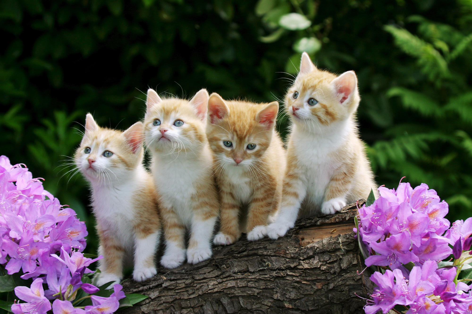 Baby Cats Wallpapers