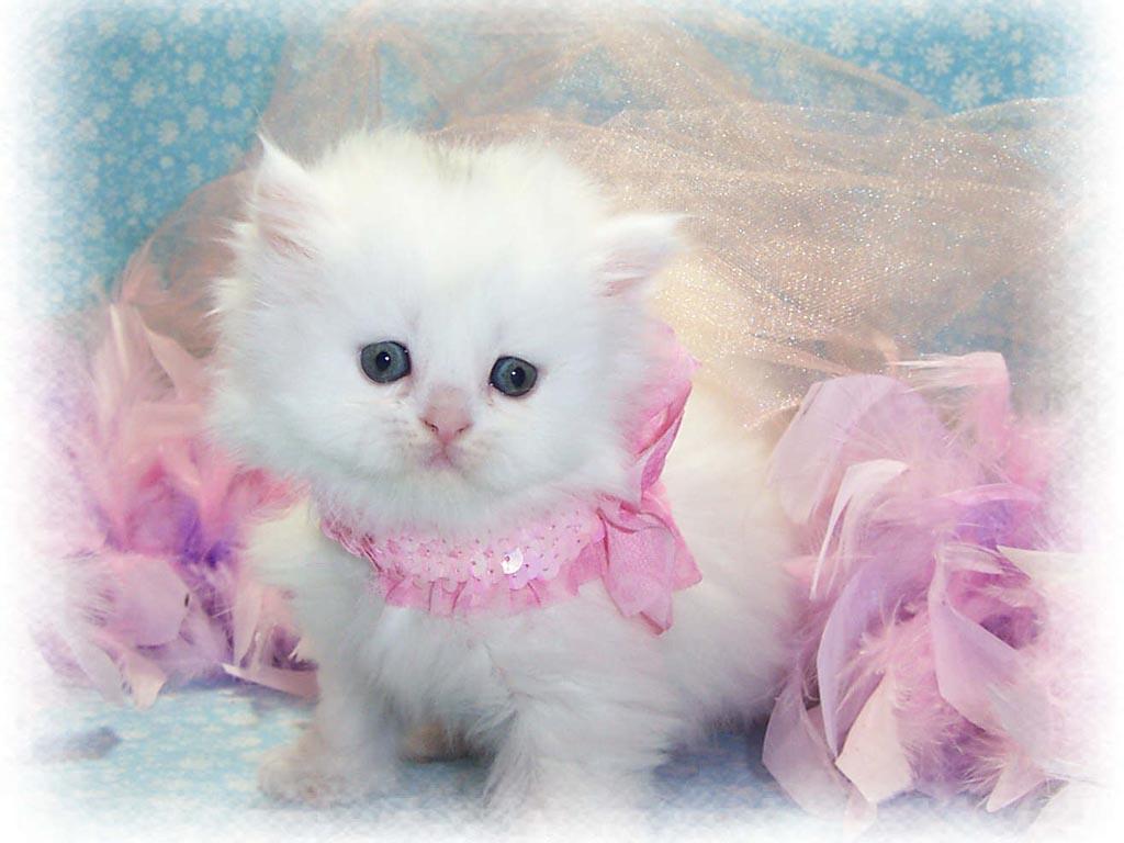 Baby Cats Wallpapers