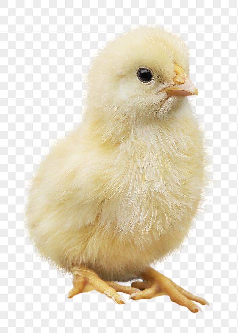 Baby Chick Wallpapers