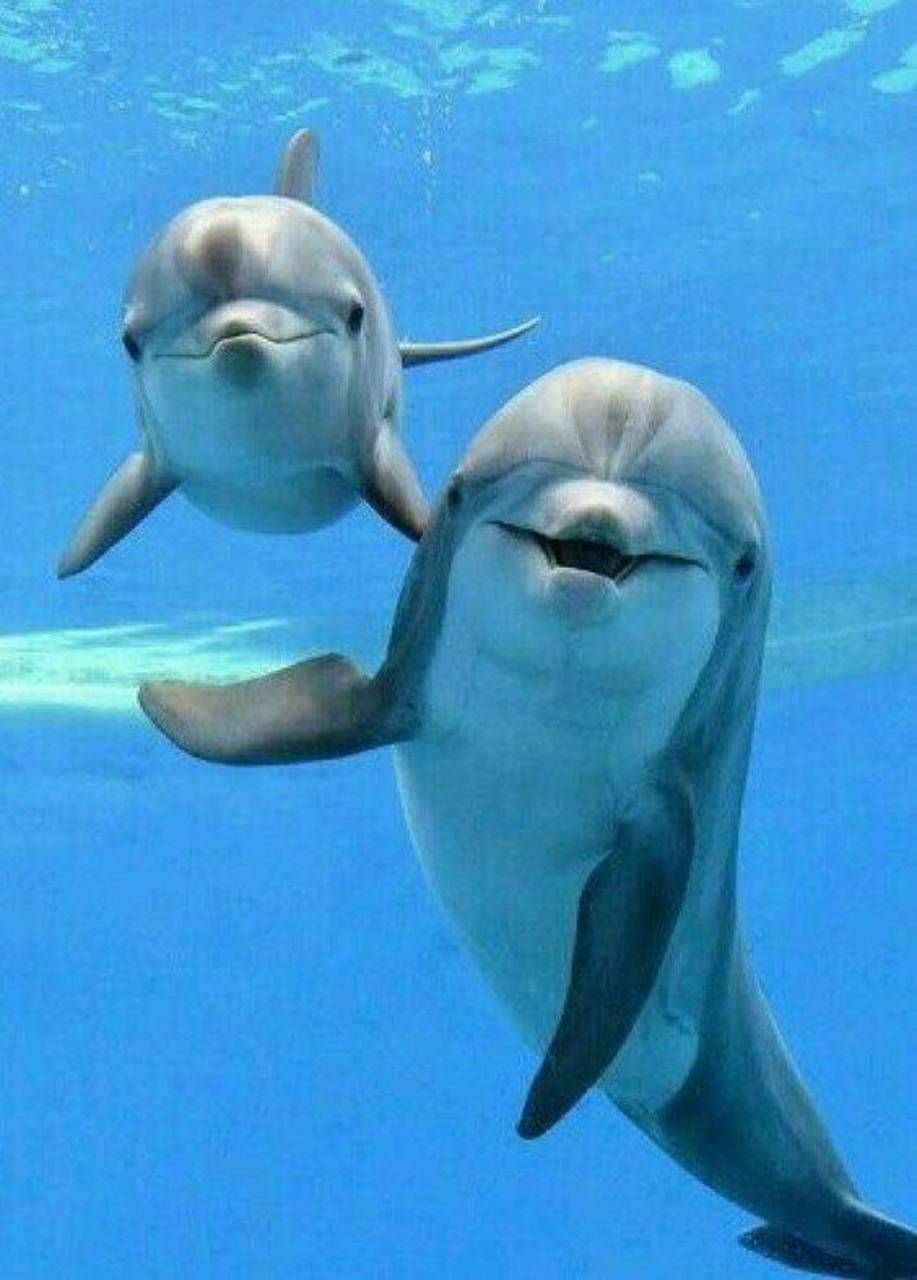 Baby Dolphin Wallpapers