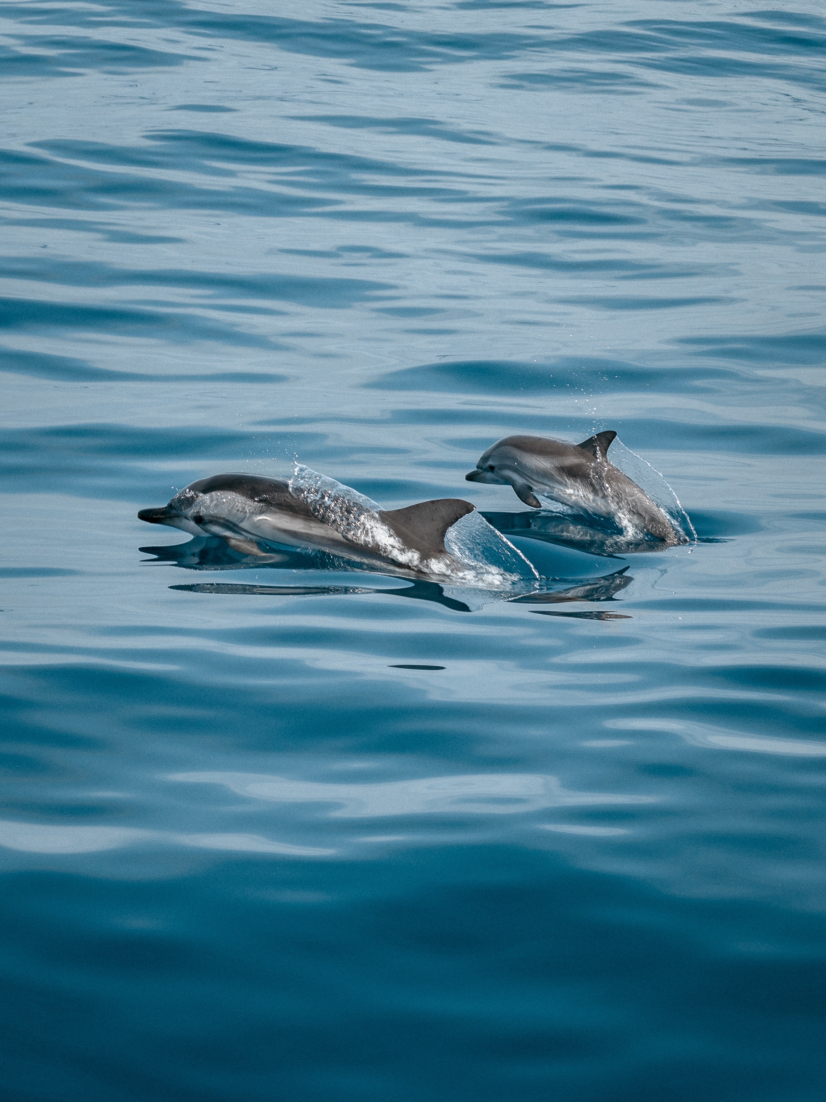 Baby Dolphin Wallpapers