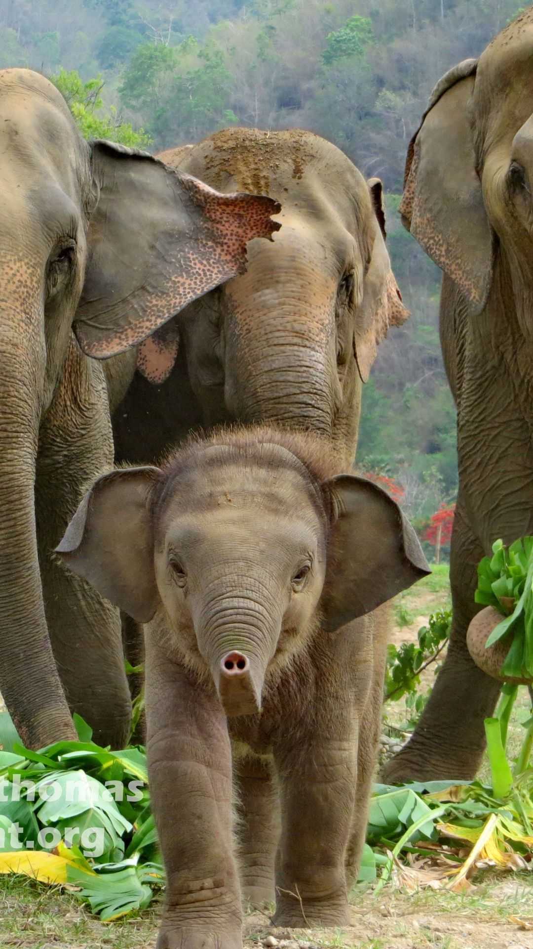 Baby Elephant Wallpapers