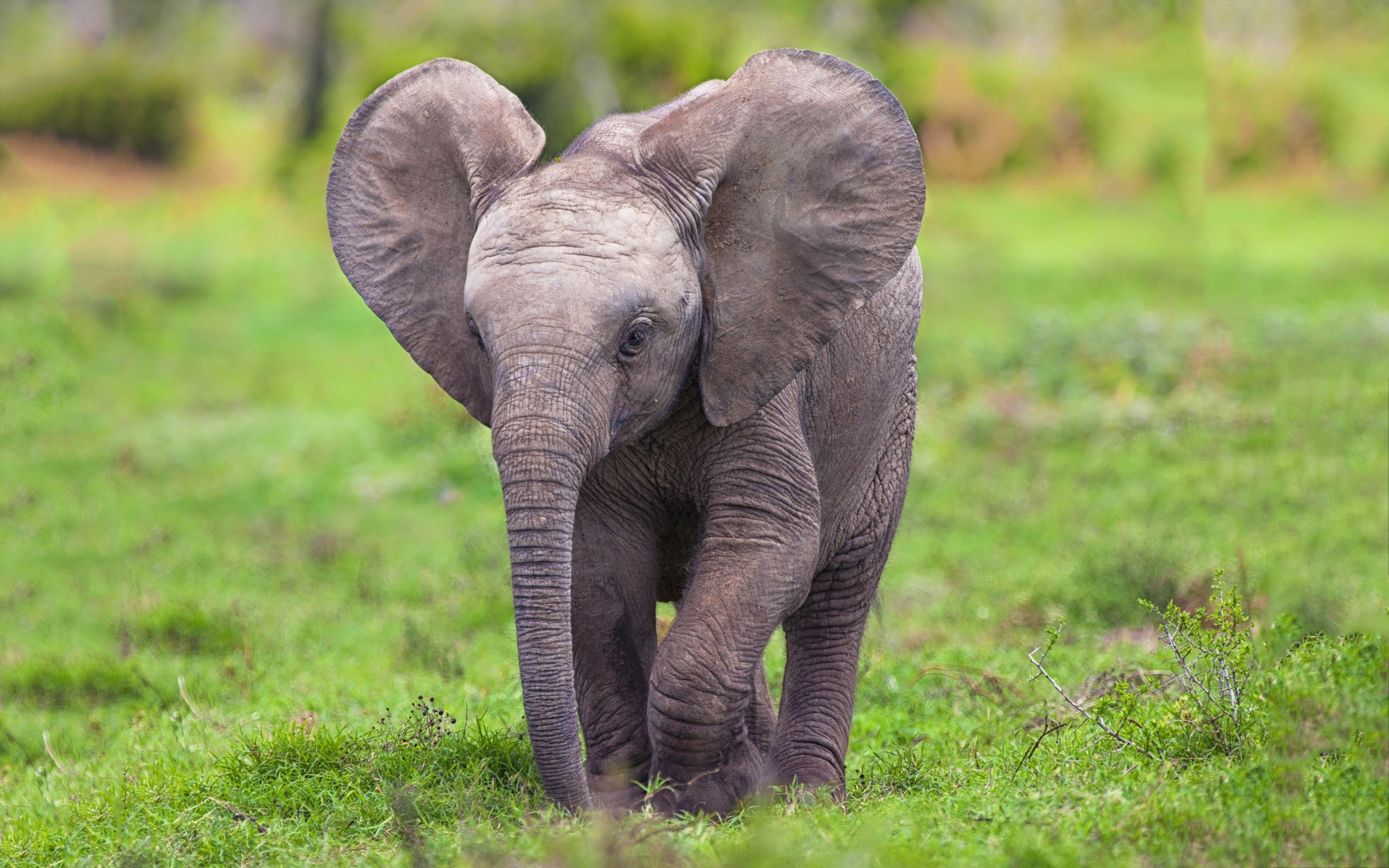 Baby Elephant Wallpapers