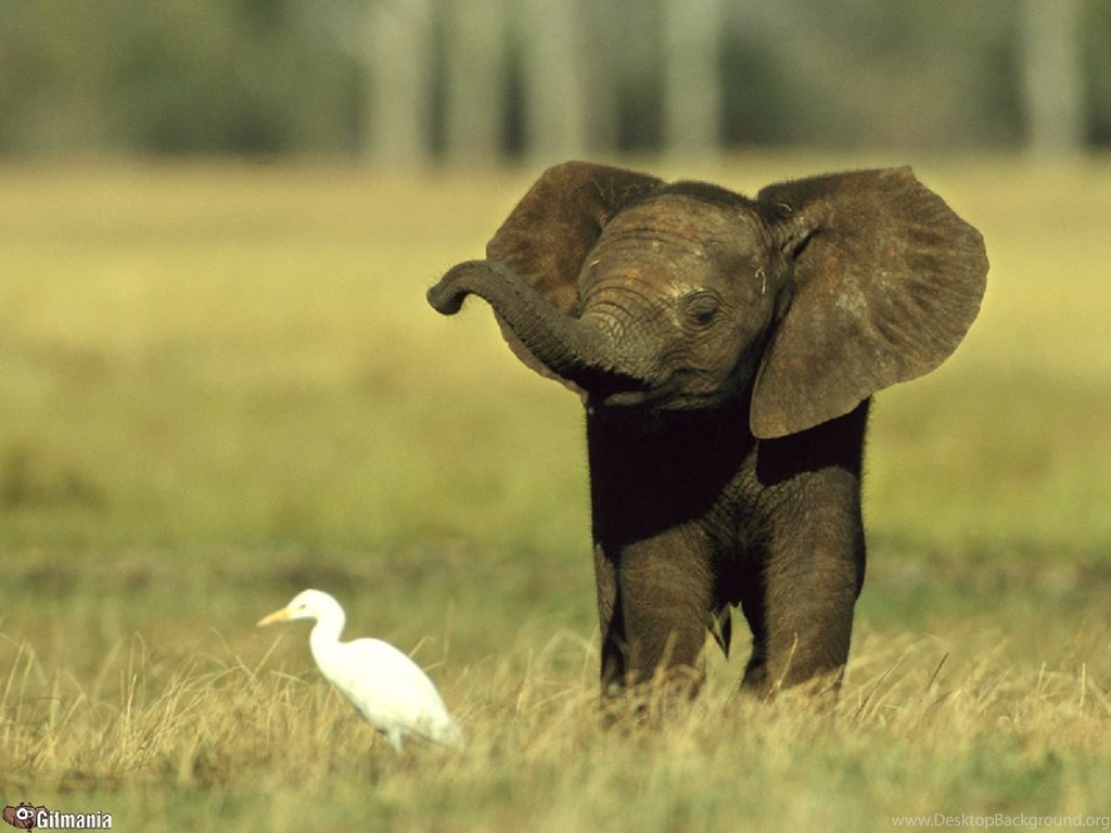 Baby Elephant Wallpapers