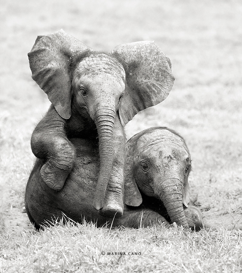 Baby Elephant Wallpapers