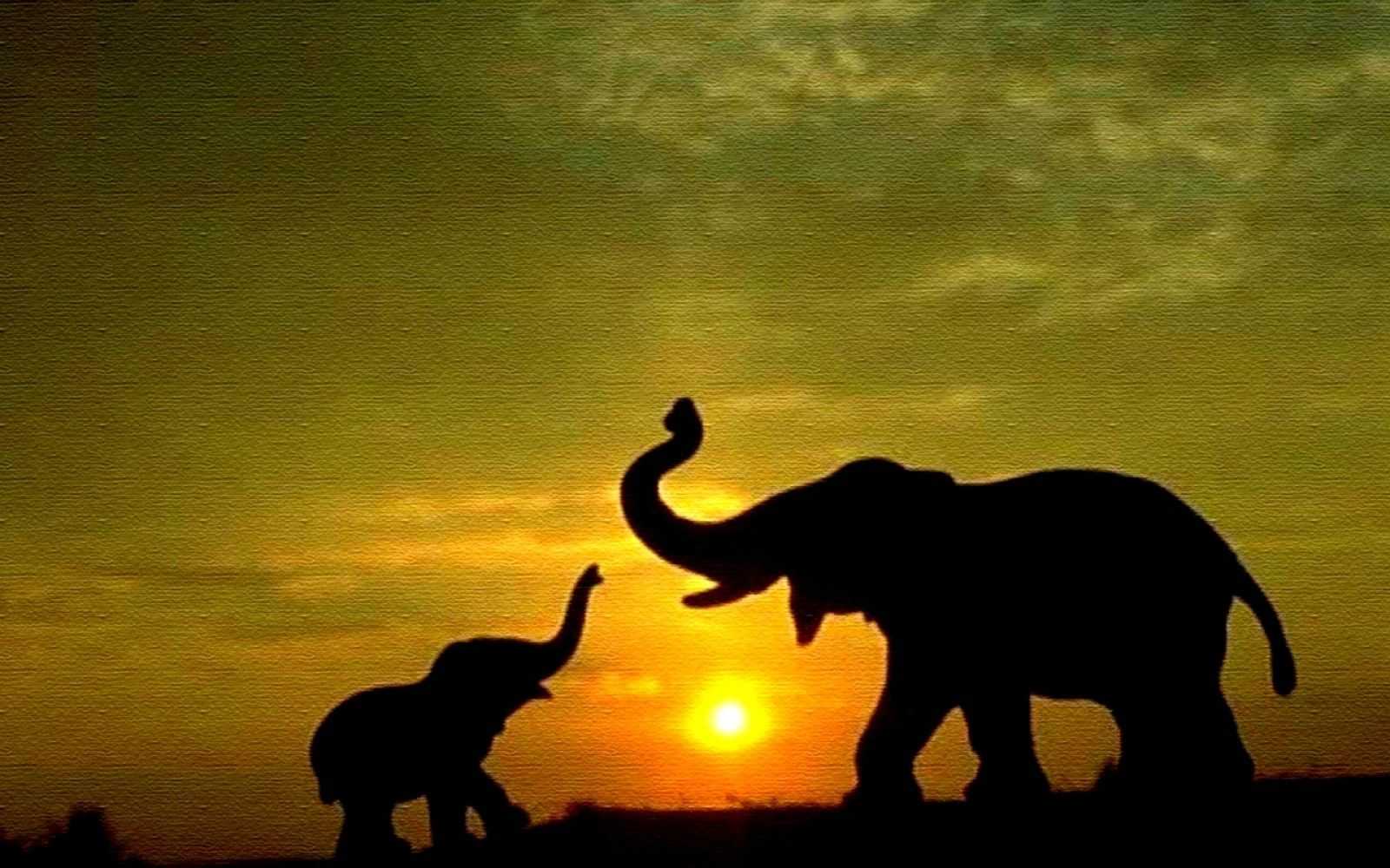 Baby Elephant Wallpapers