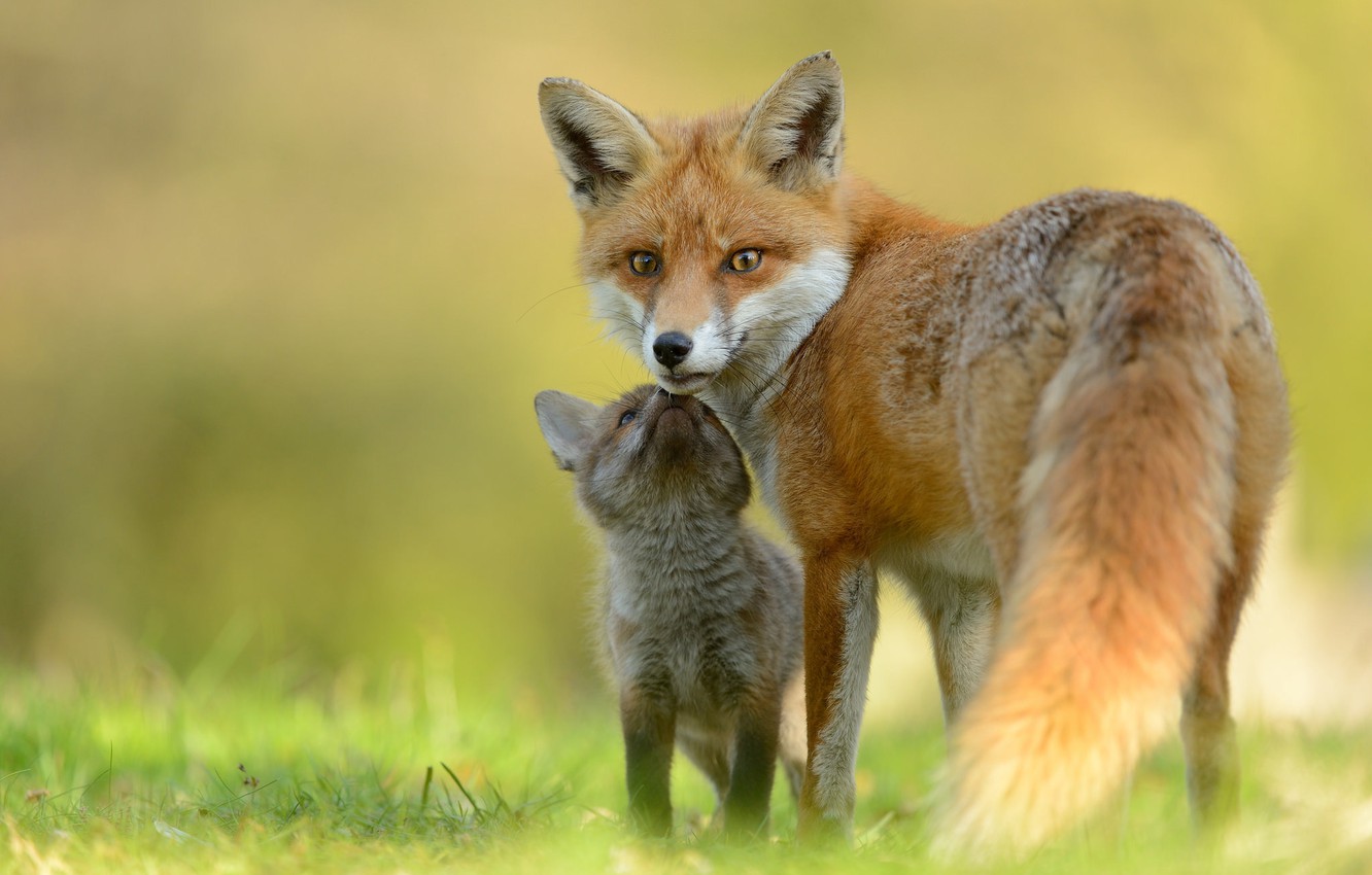 Baby Fox Wallpapers