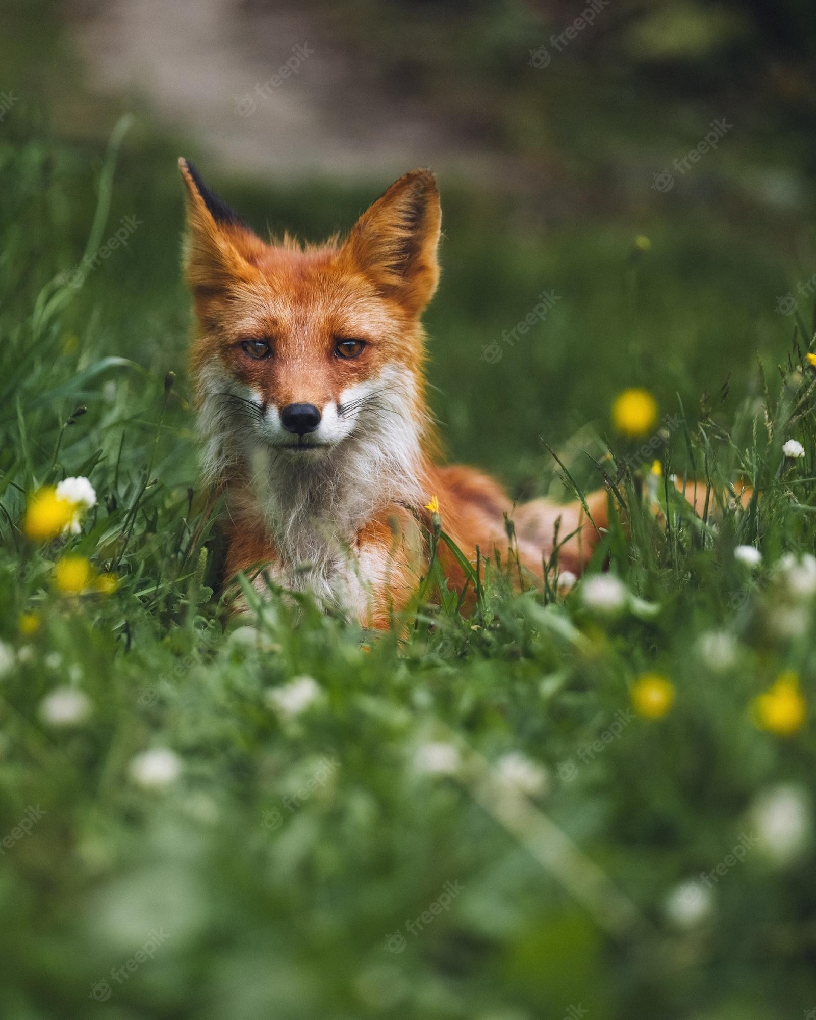 Baby Fox Wallpapers