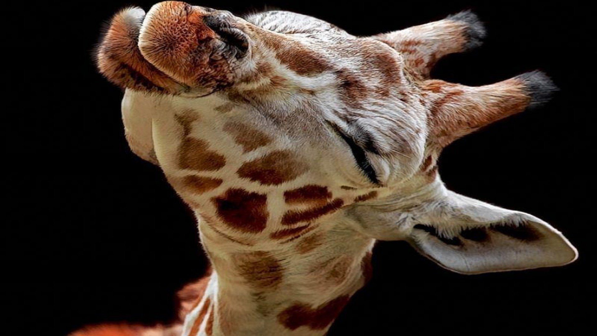 Baby Giraffe Wallpapers