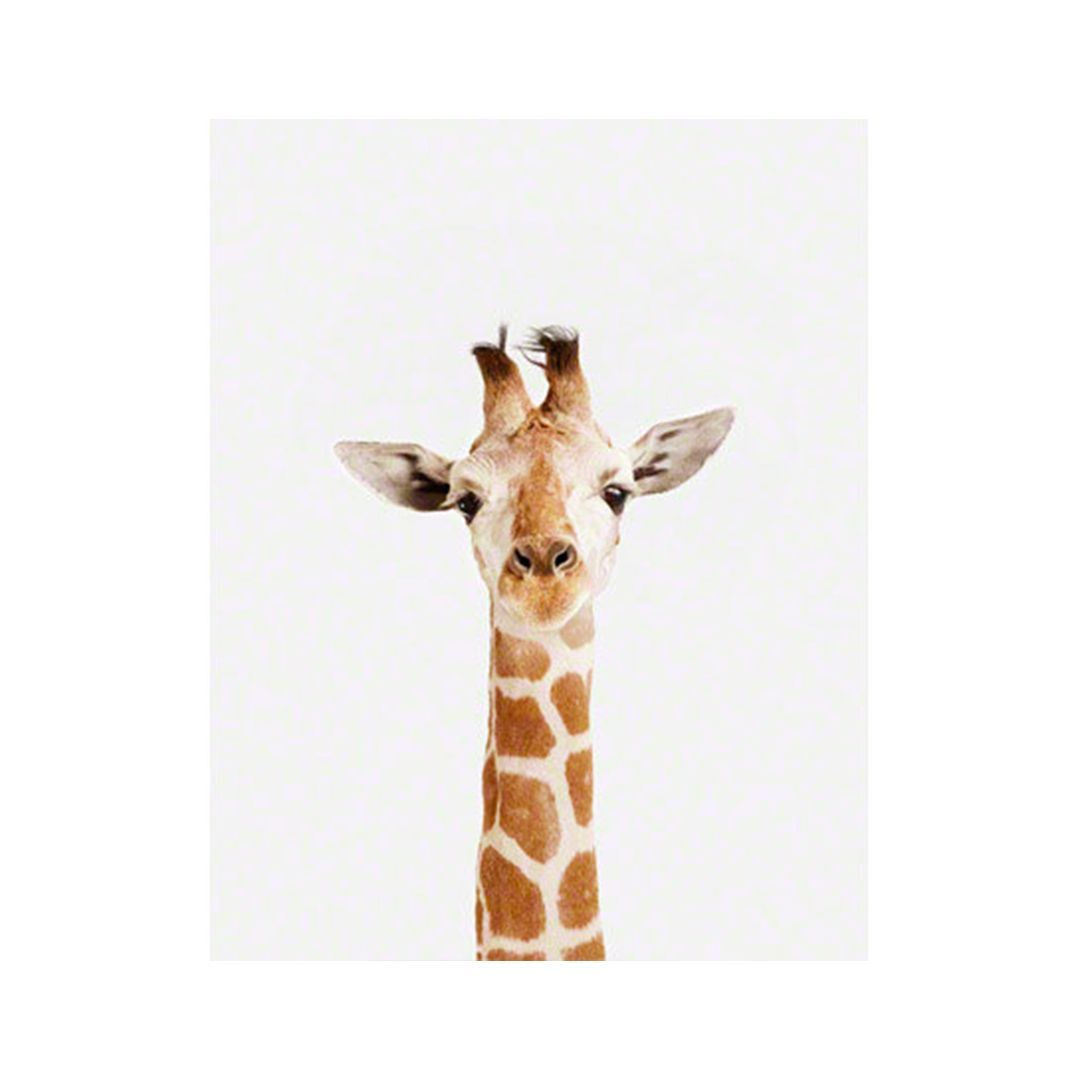 Baby Giraffe Wallpapers