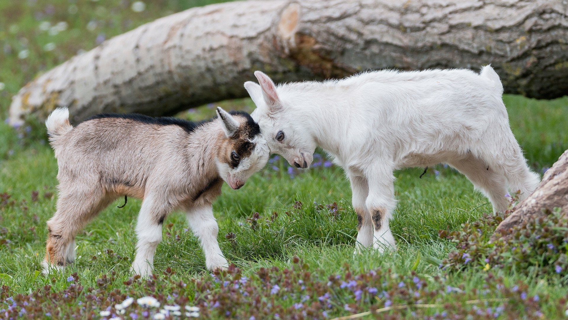 Baby Goat Wallpapers