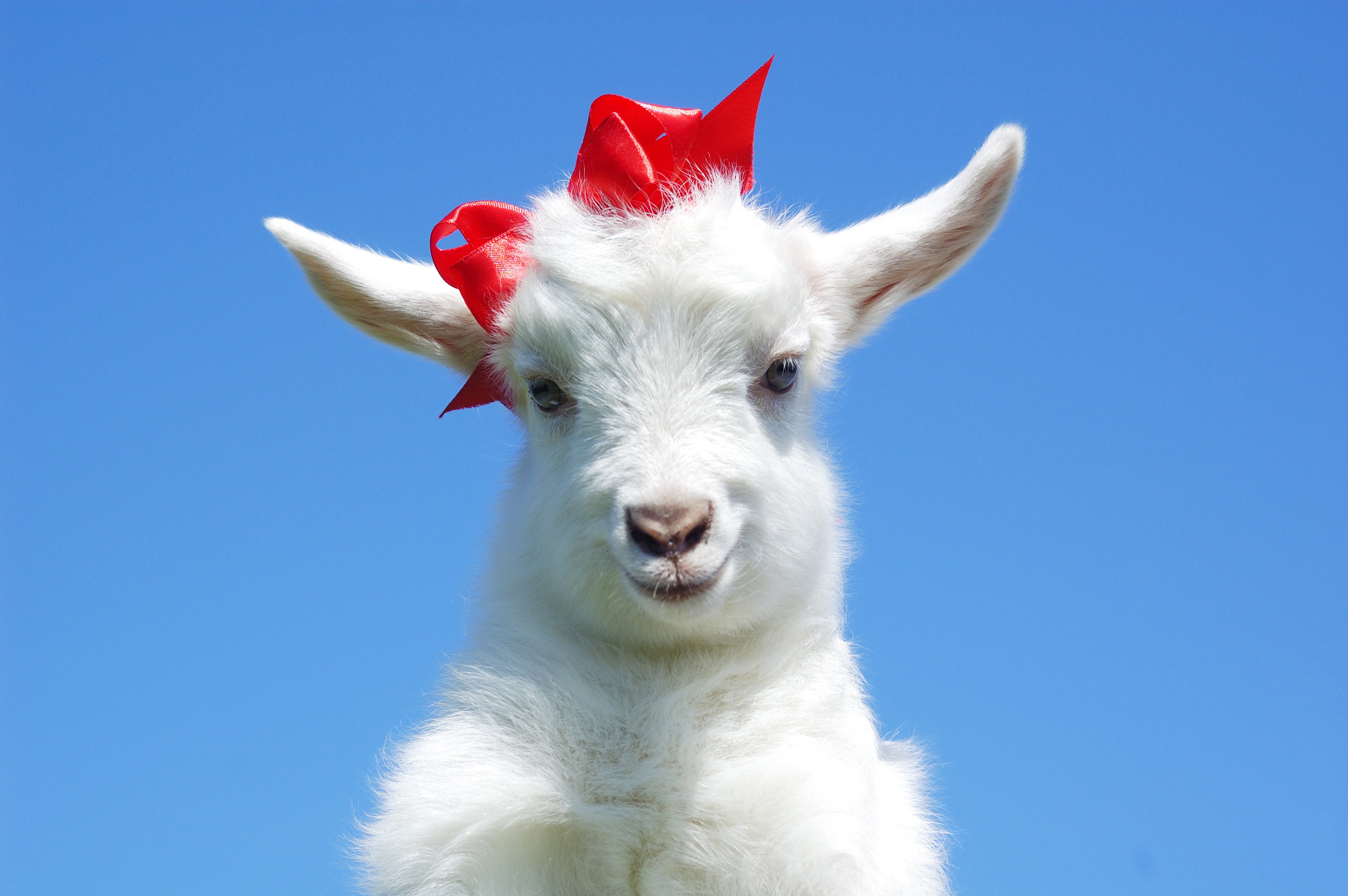 Baby Goat Wallpapers