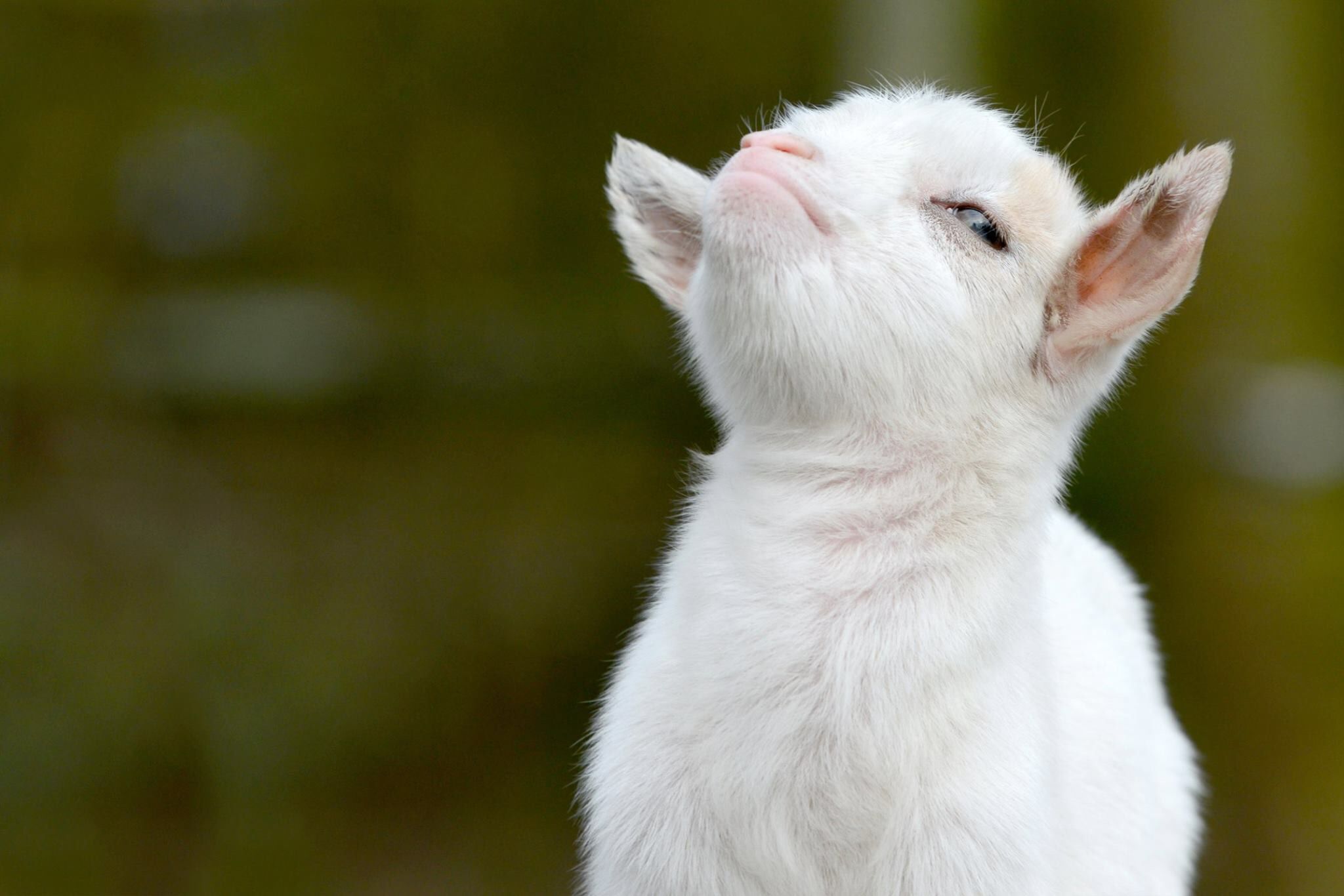 Baby Goat Wallpapers