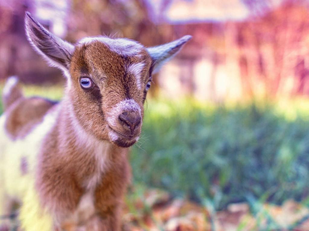 Baby Goat Wallpapers