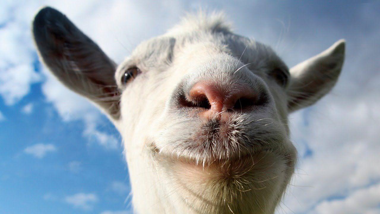 Baby Goat Wallpapers