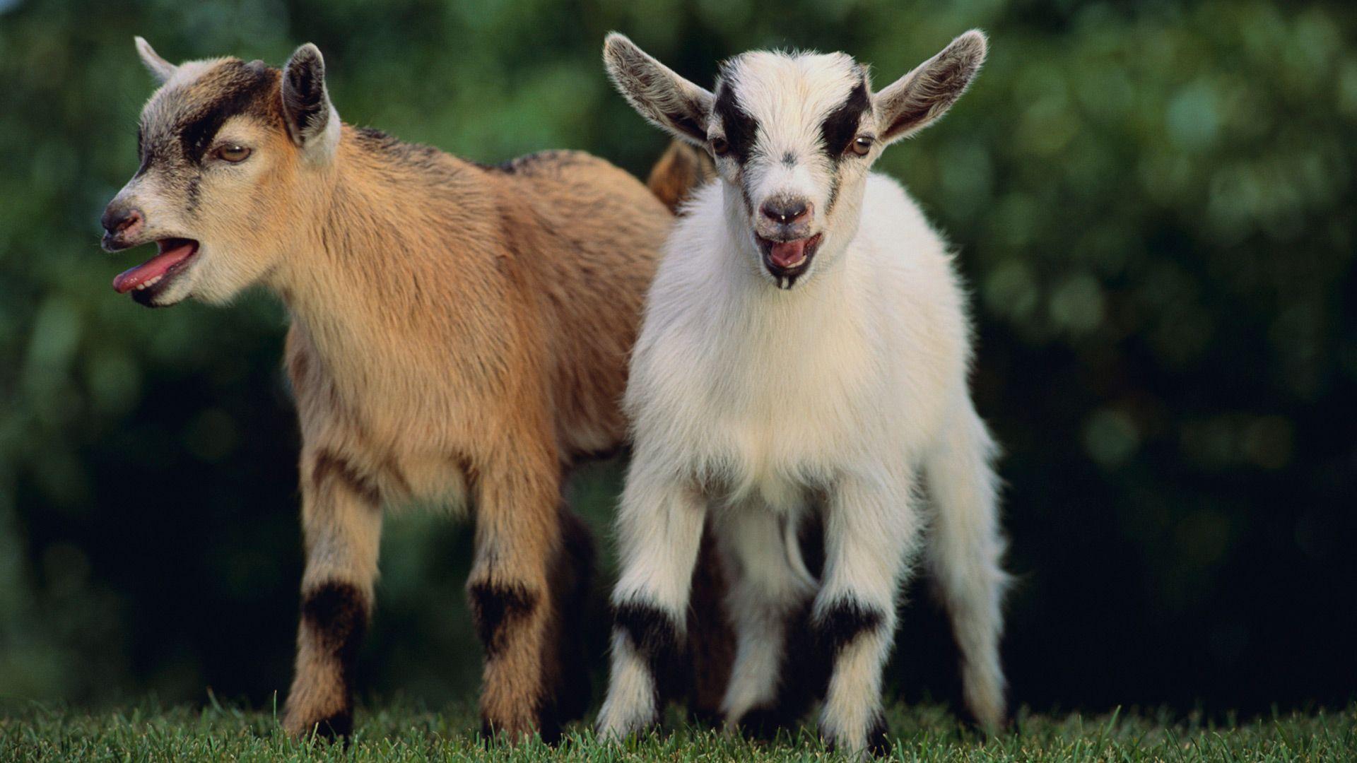 Baby Goat Wallpapers