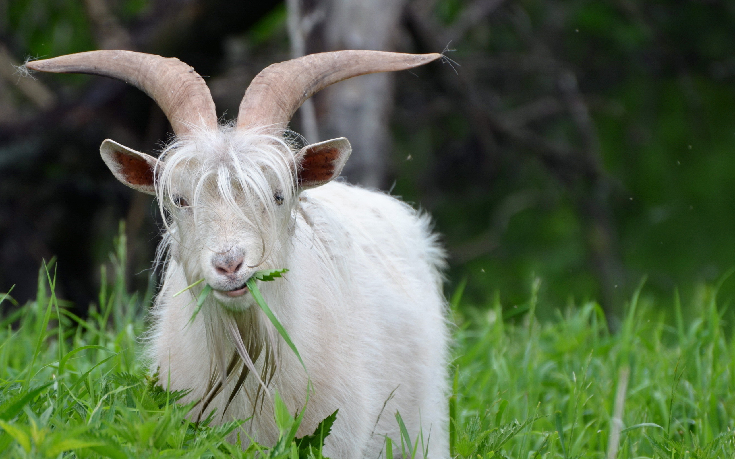 Baby Goat Wallpapers