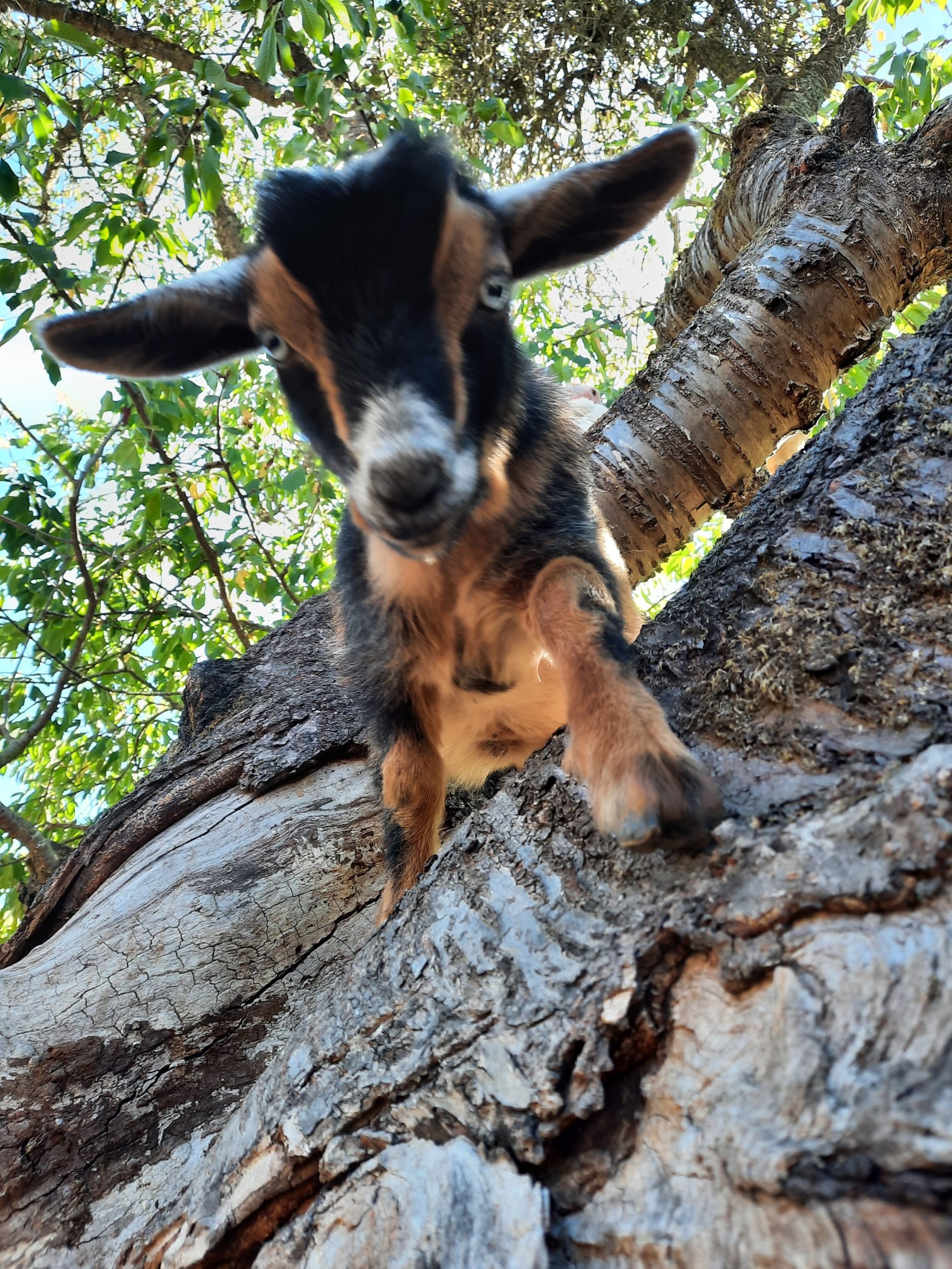 Baby Goat Wallpapers