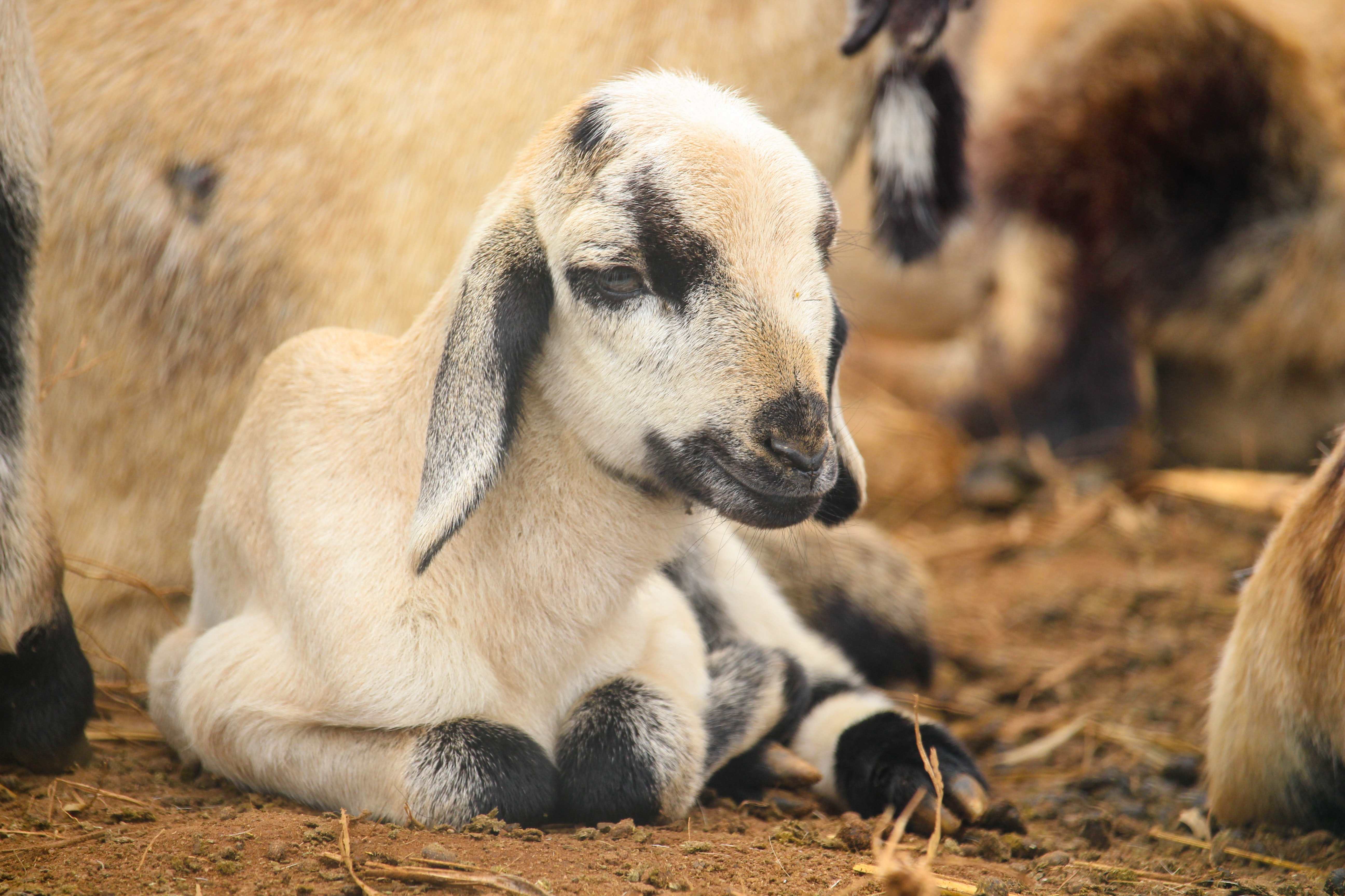 Baby Goat Wallpapers