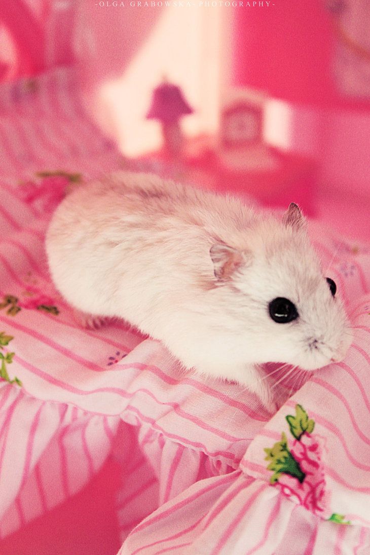 Baby Hamster Picture Wallpapers