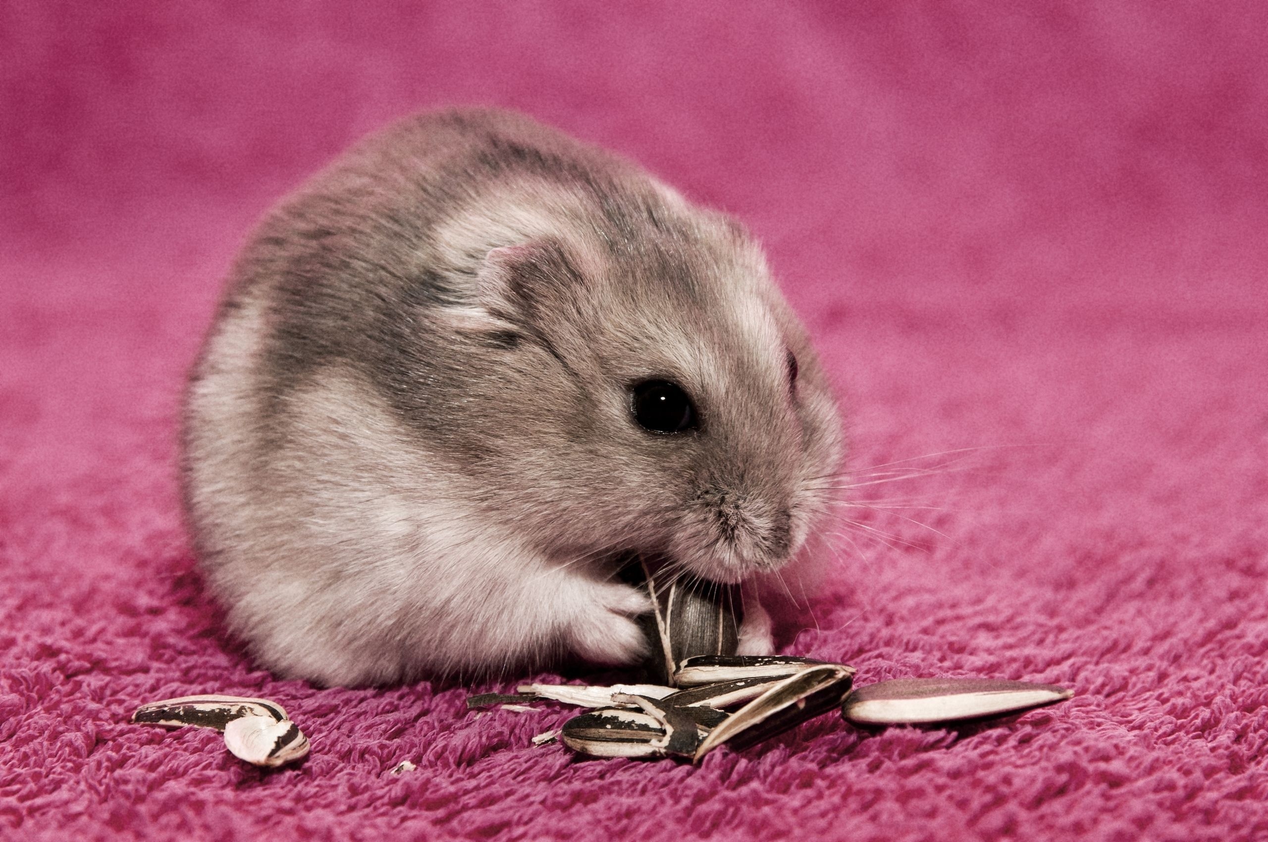 Baby Hamster Picture Wallpapers