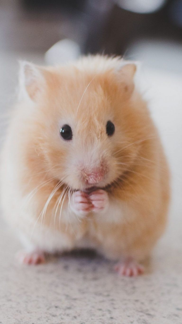 Baby Hamster Picture Wallpapers