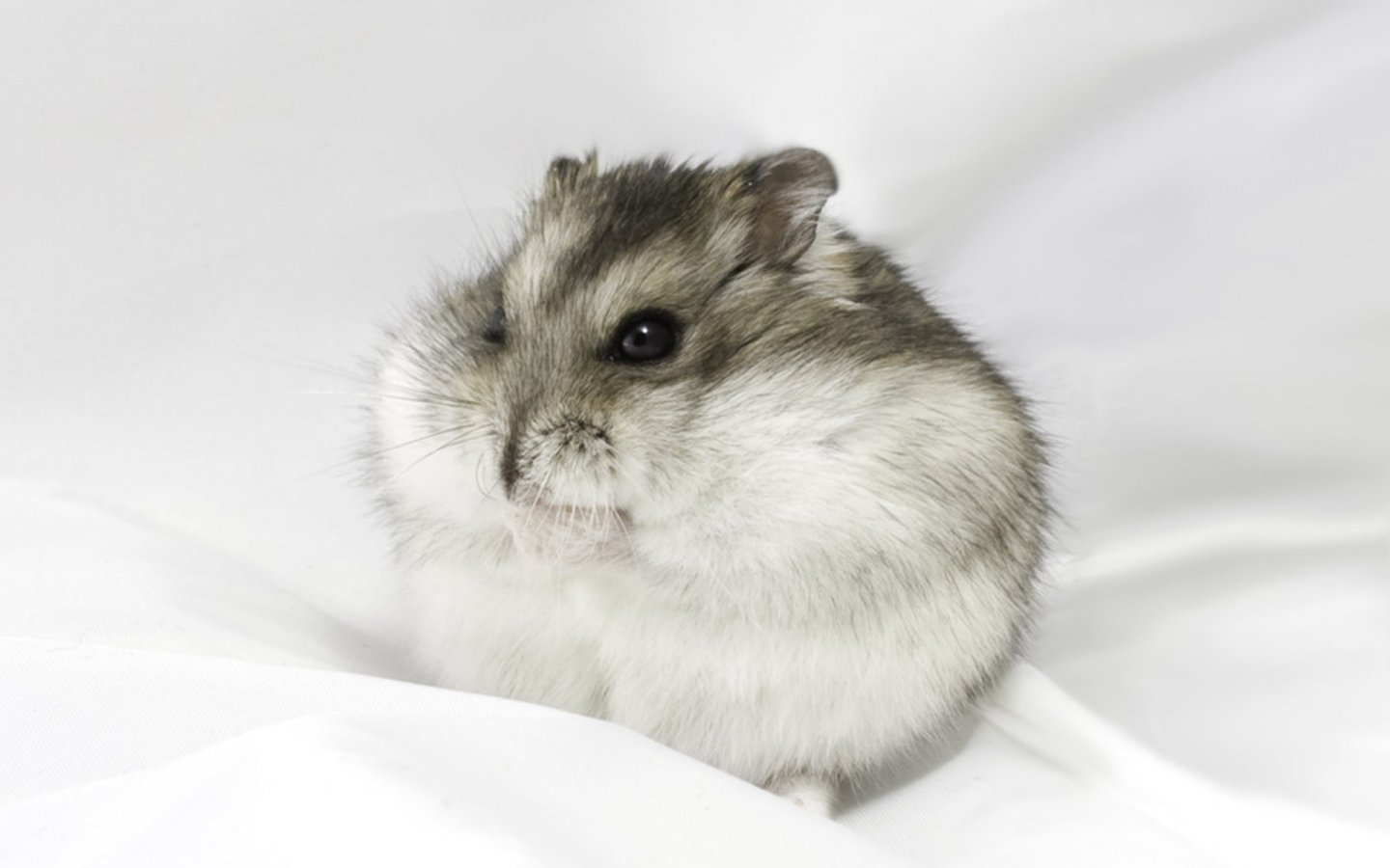 Baby Hamster Picture Wallpapers