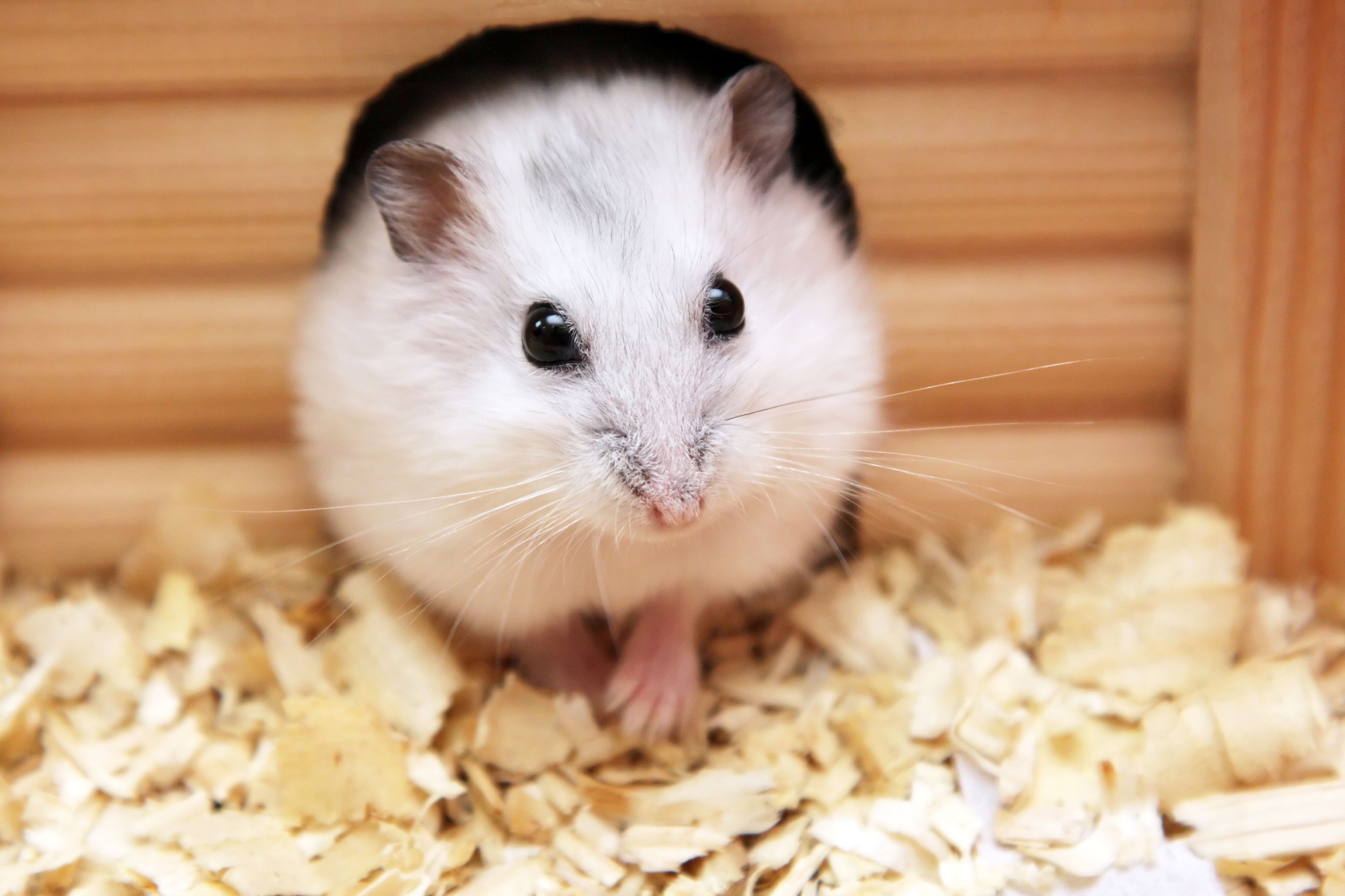 Baby Hamster Picture Wallpapers