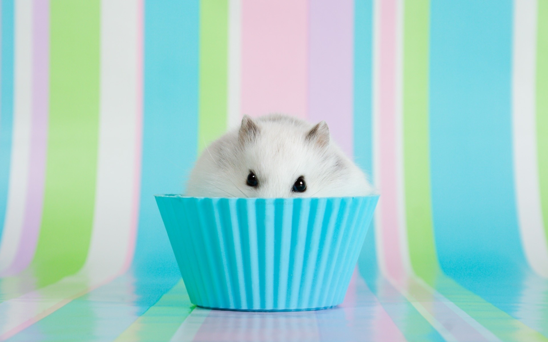 Baby Hamster Picture Wallpapers