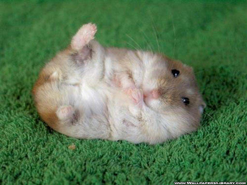 Baby Hamster Picture Wallpapers