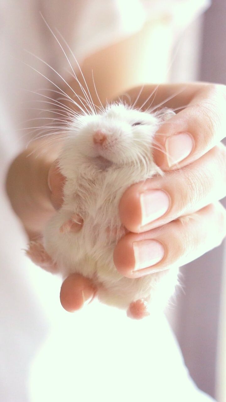 Baby Hamster Picture Wallpapers