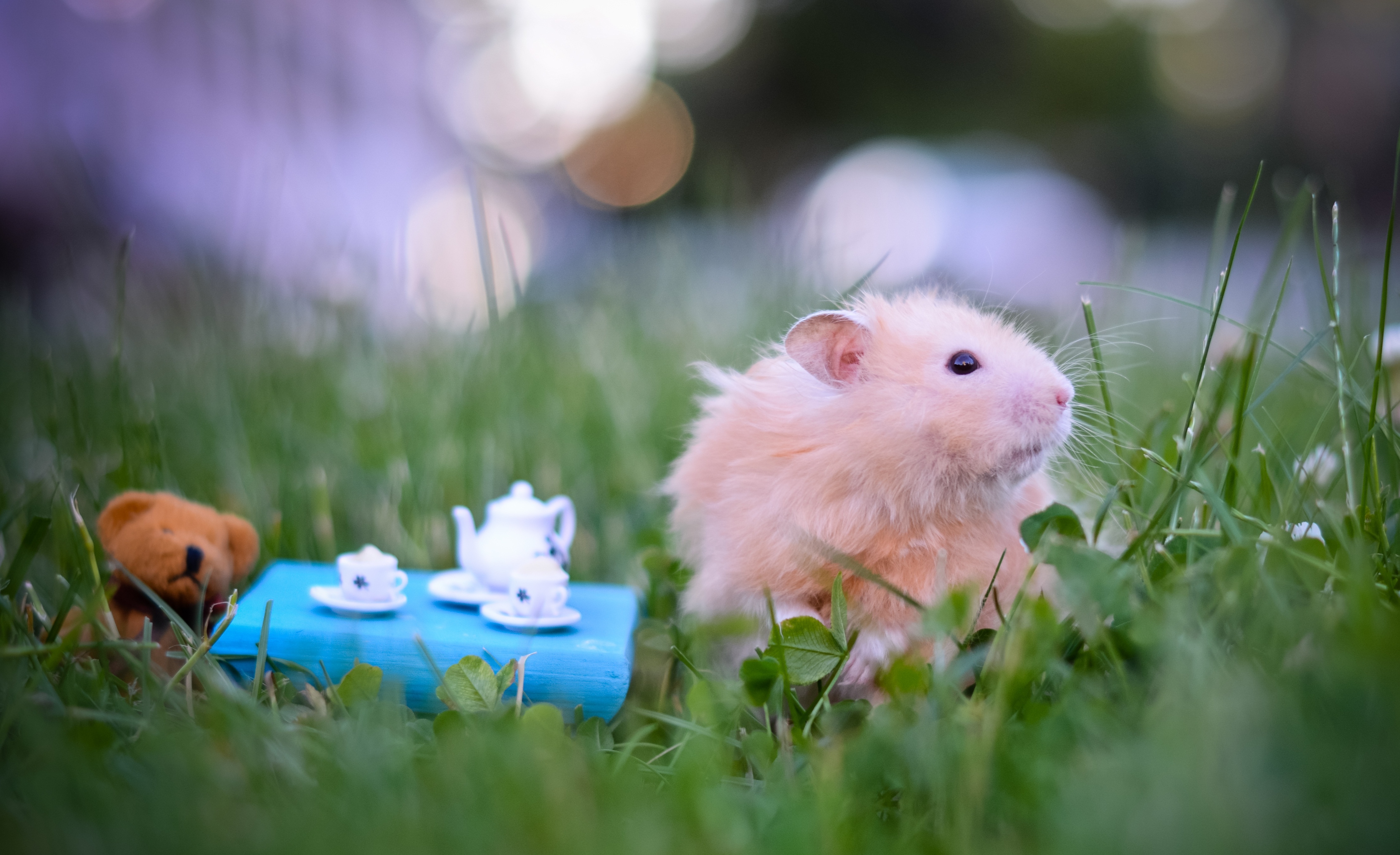 Baby Hamster Picture Wallpapers