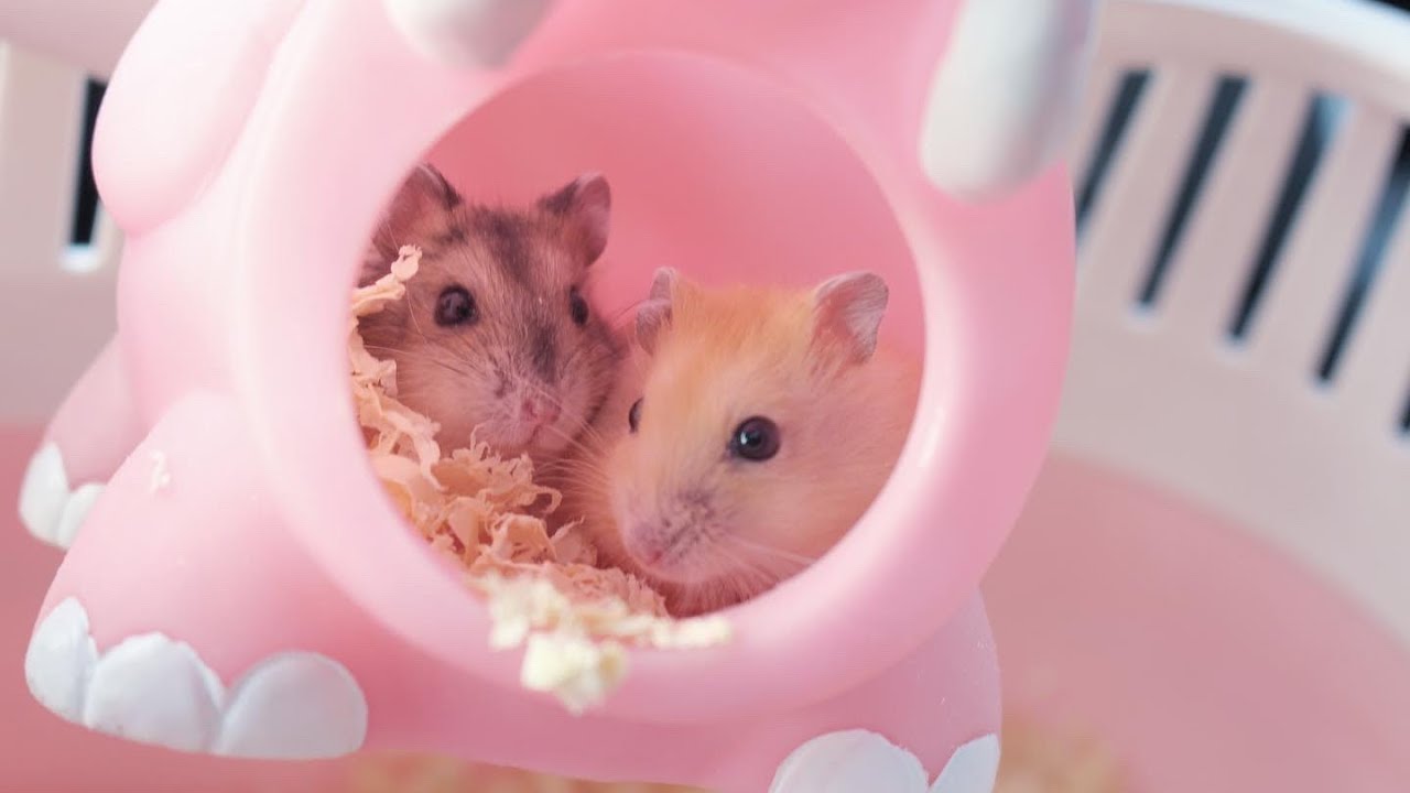 Baby Hamster Picture Wallpapers