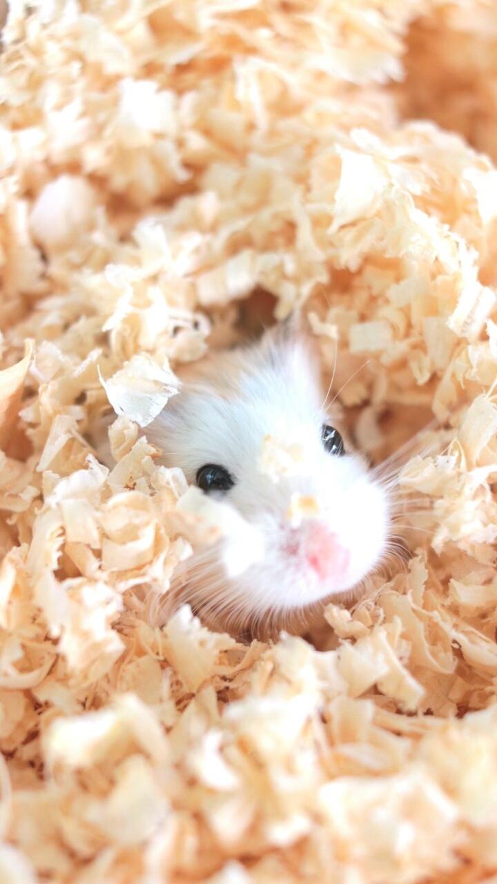 Baby Hamster Picture Wallpapers