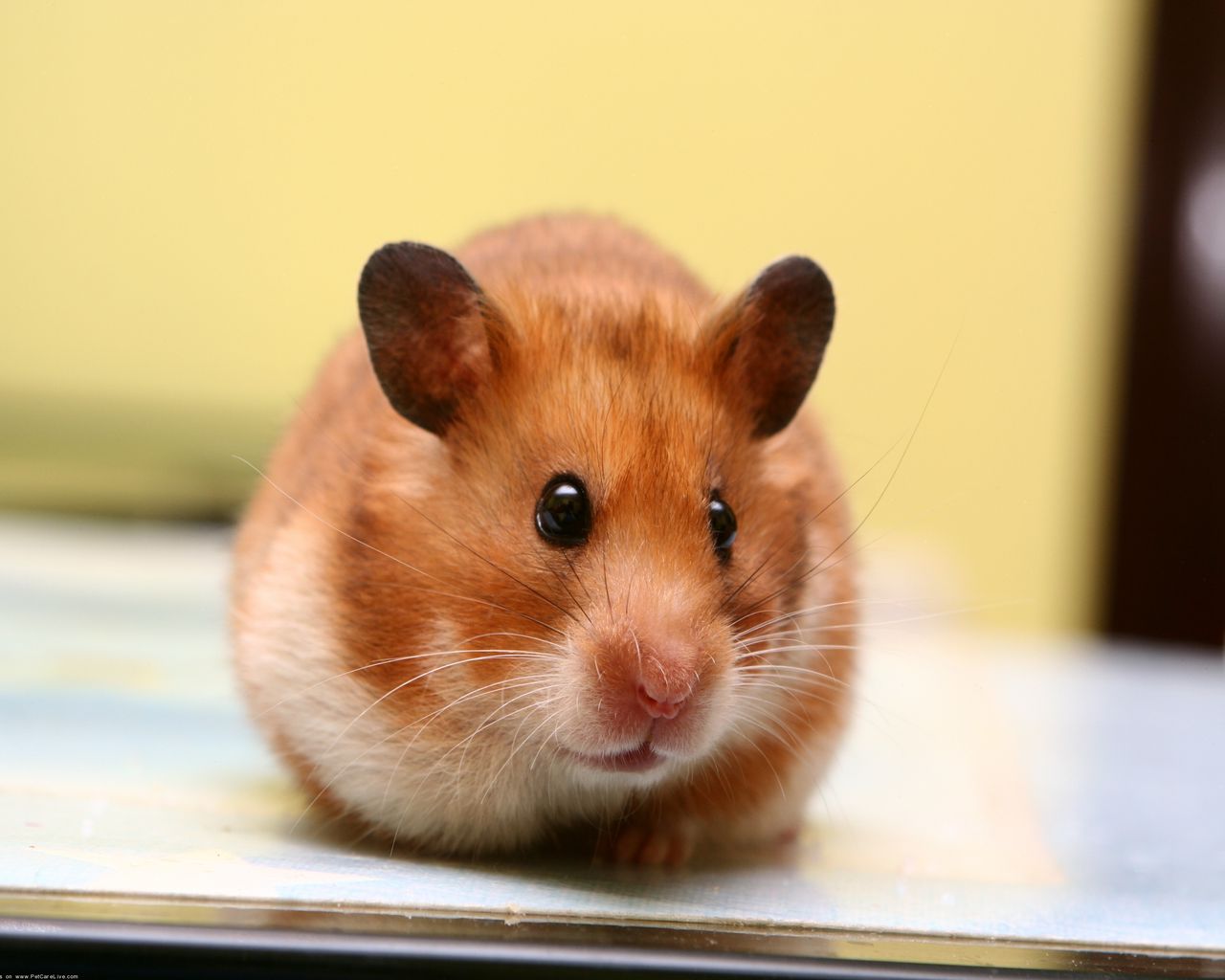 Baby Hamster Picture Wallpapers