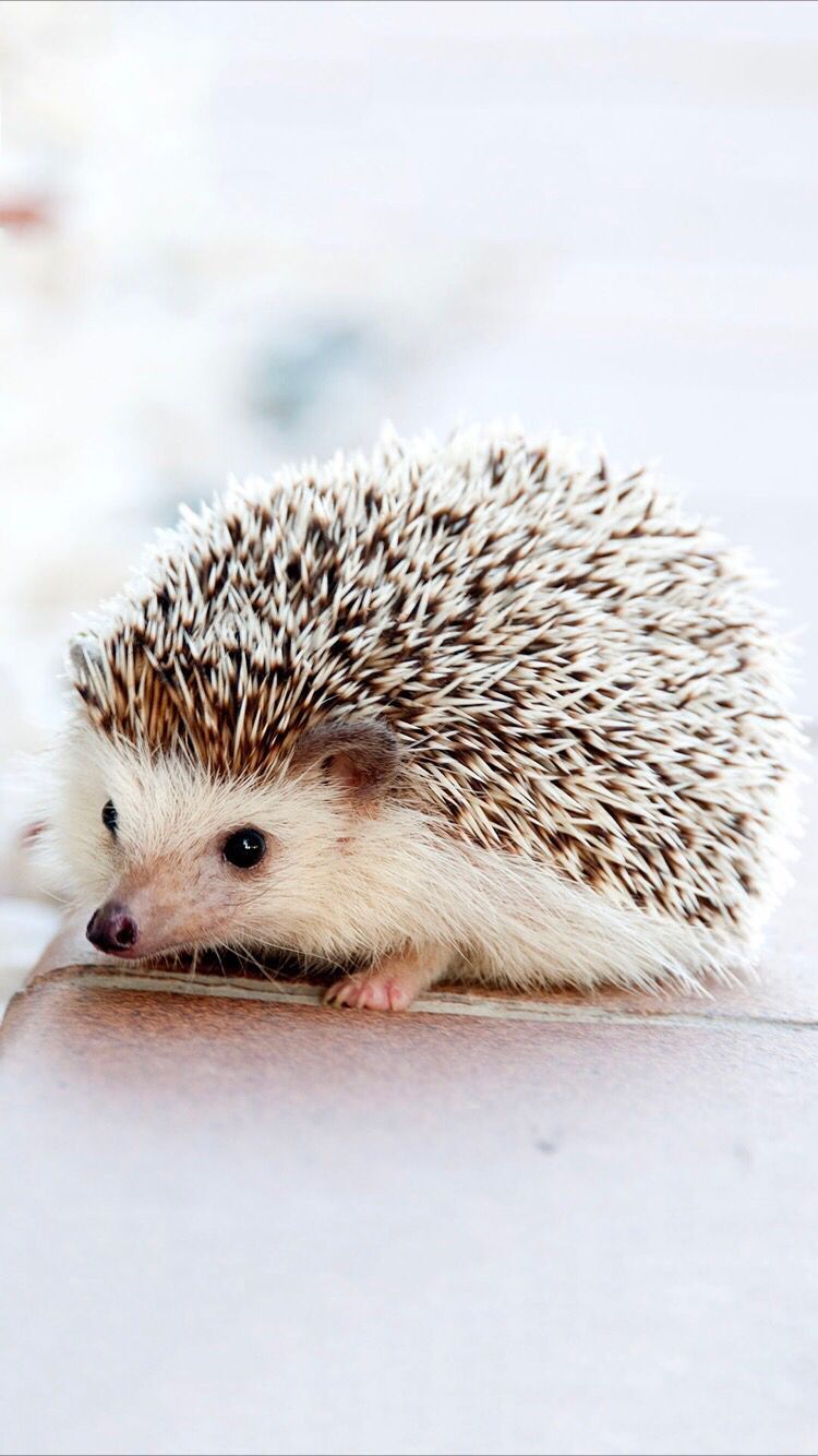 Baby Hedgehog Image Wallpapers