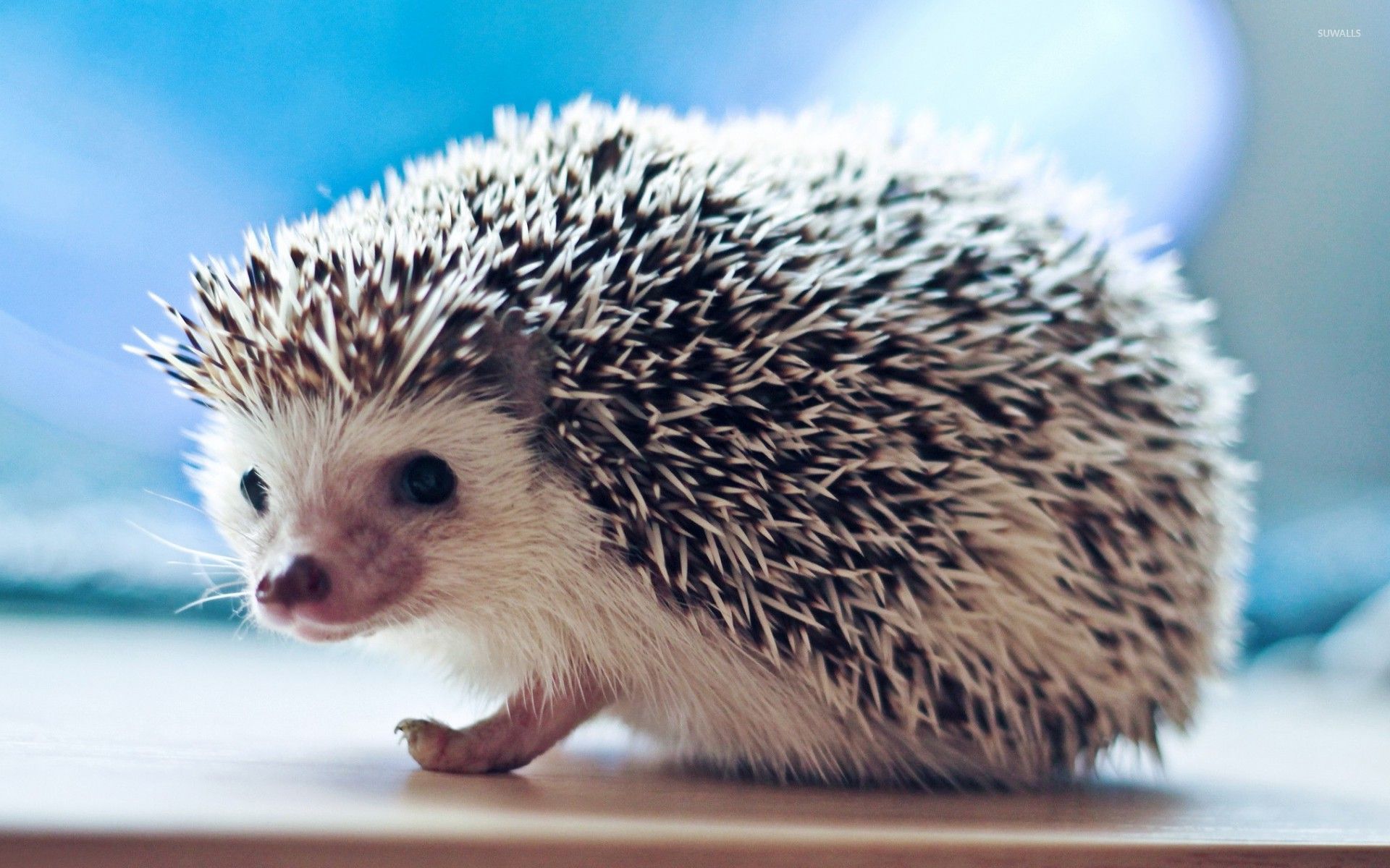 Baby Hedgehog Image Wallpapers