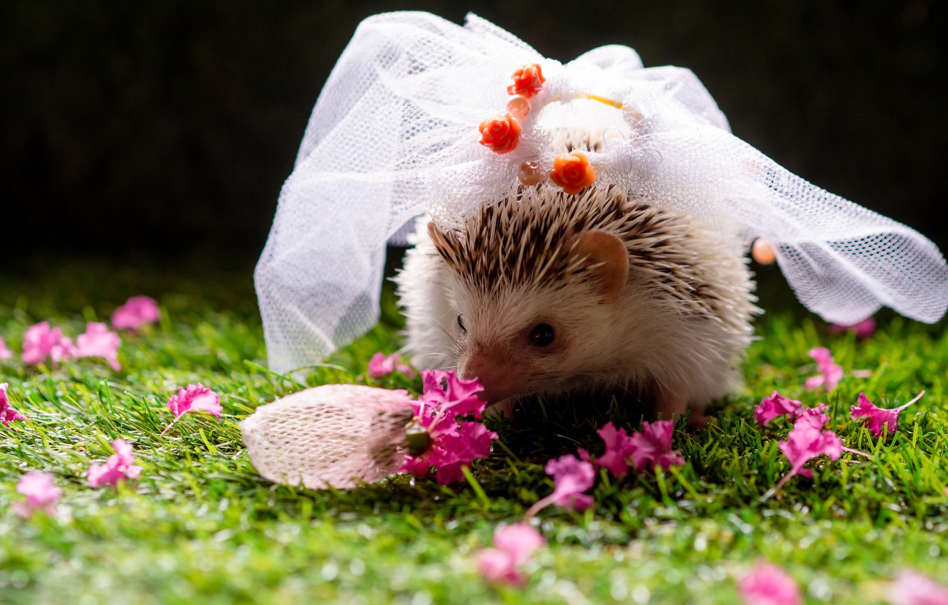 Baby Hedgehog Image Wallpapers