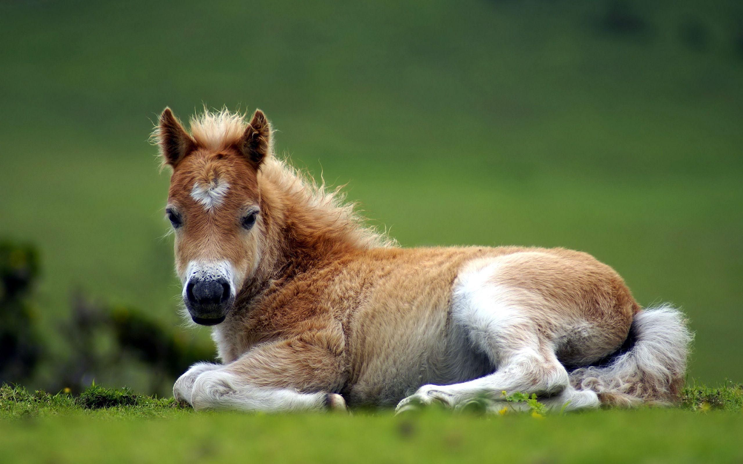 Baby Horse Wallpapers