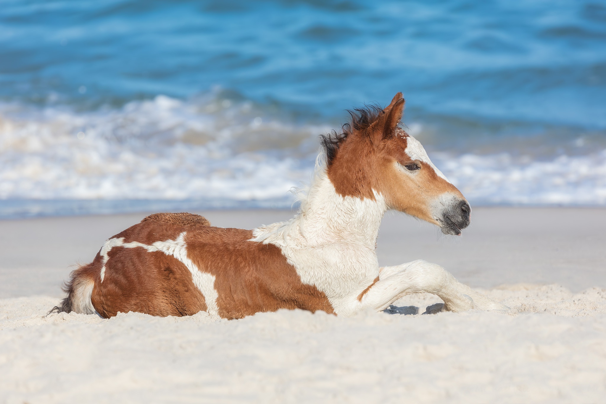 Baby Horse Wallpapers