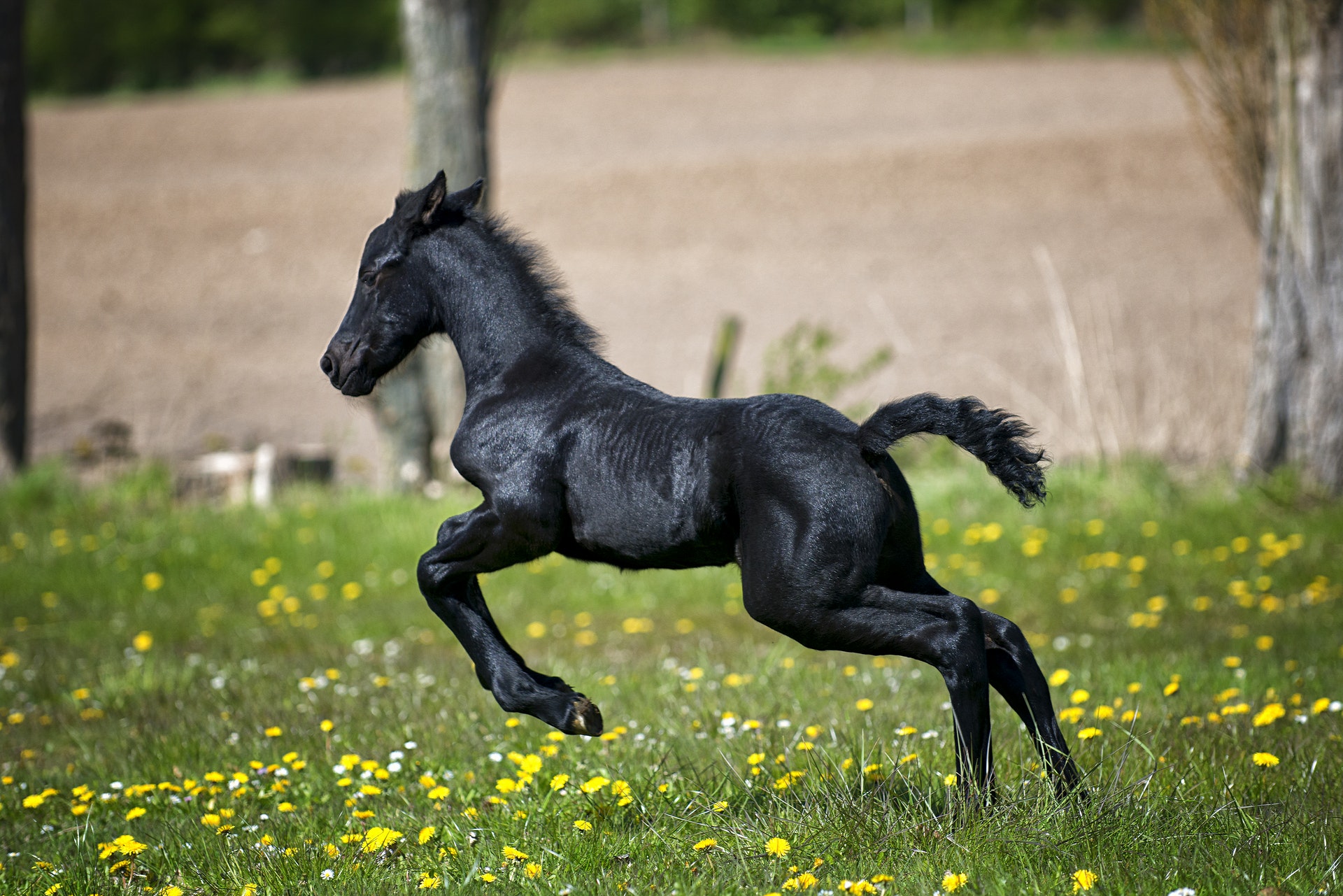 Baby Horse Wallpapers