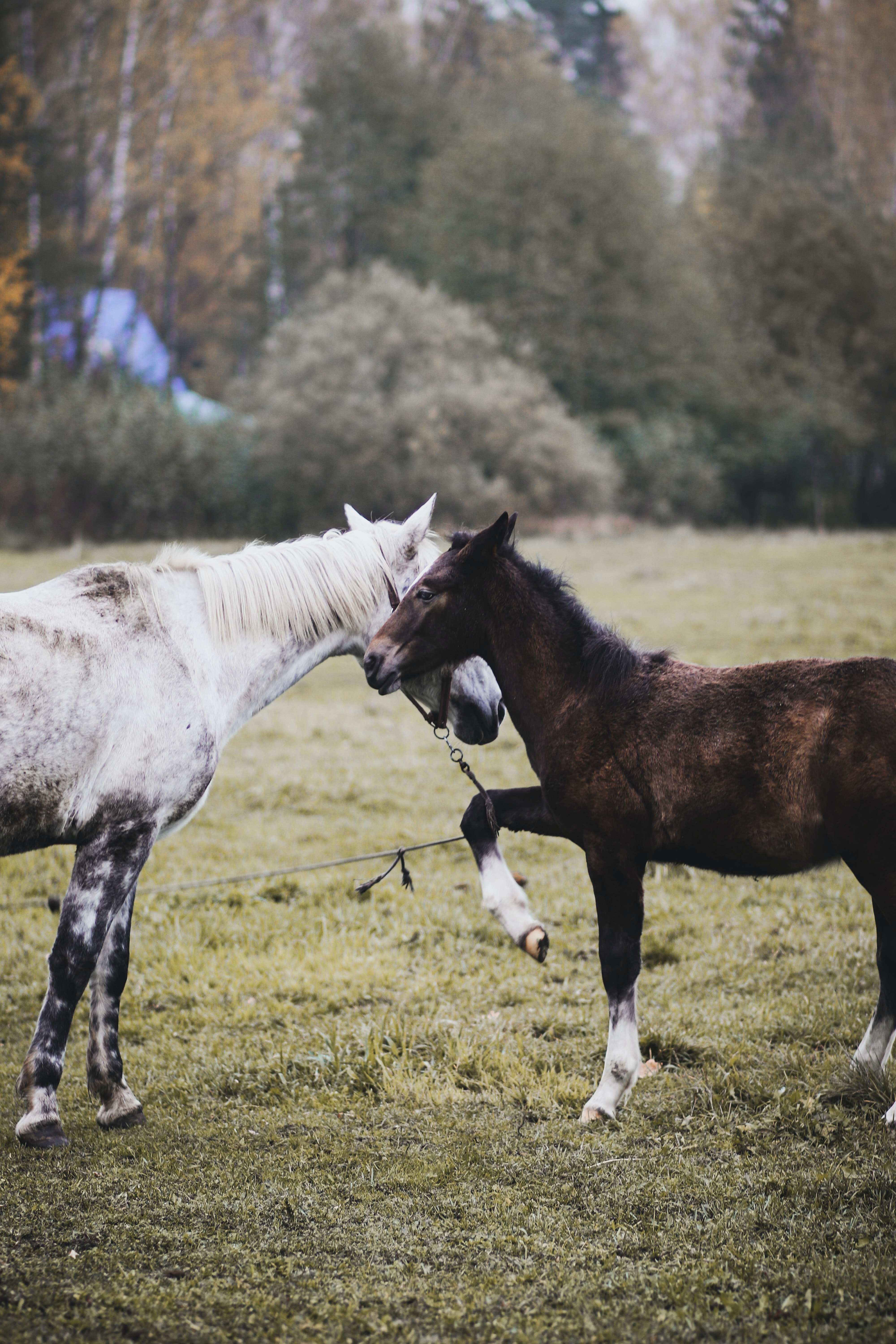 Baby Horse Wallpapers