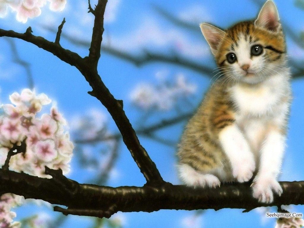 Baby Kitten Wallpapers