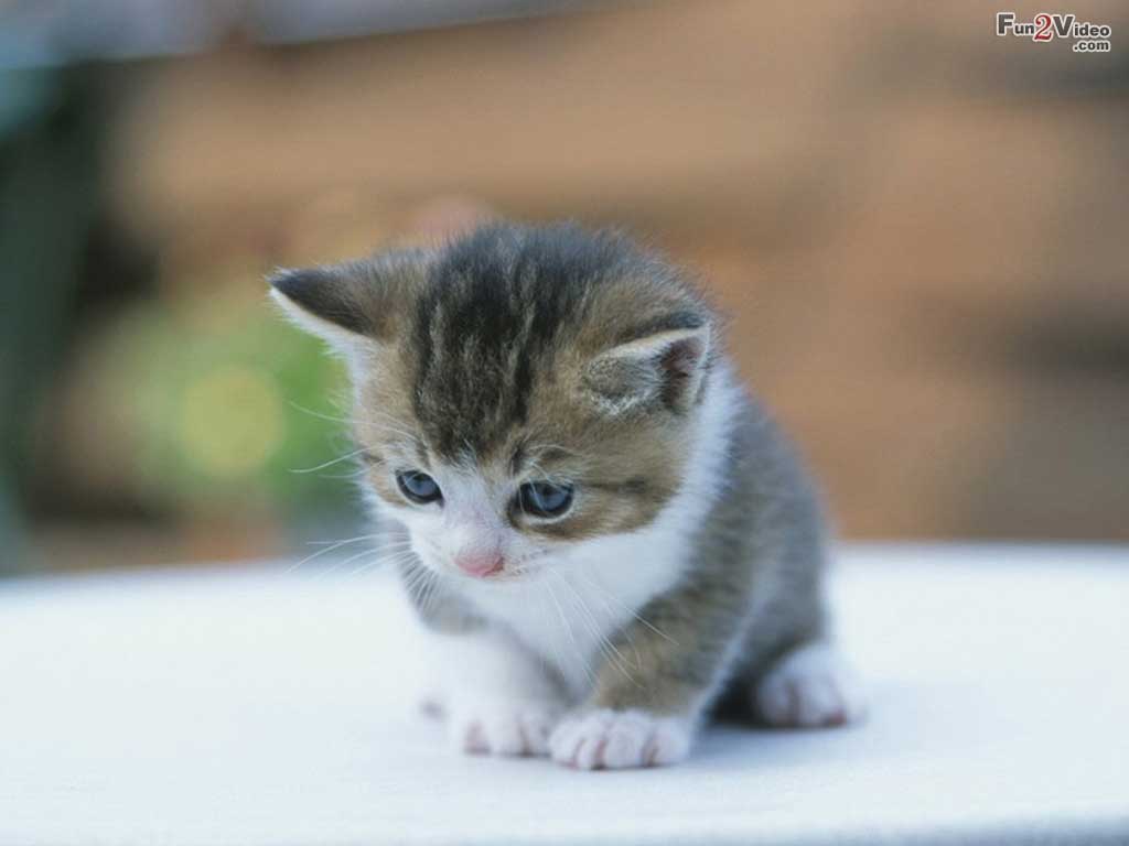 Baby Kitten Wallpapers