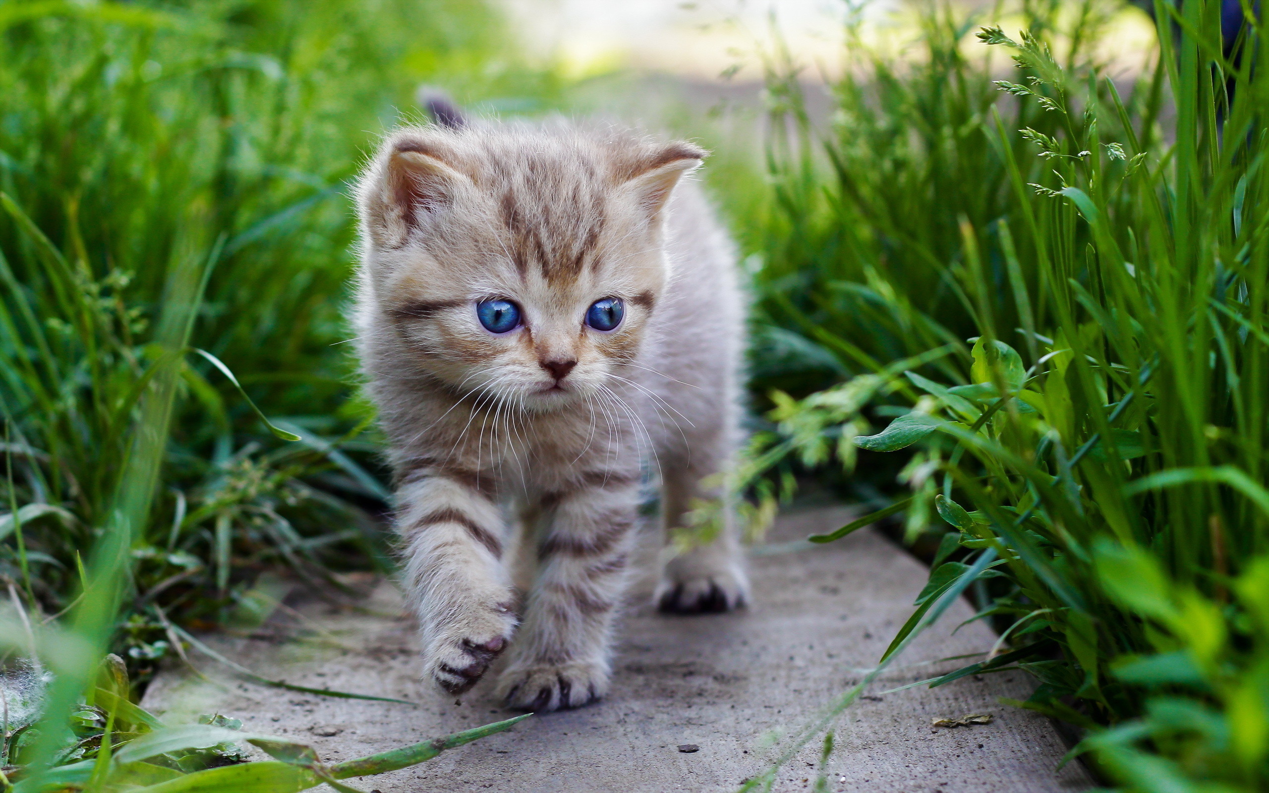 Baby Kitten Wallpapers