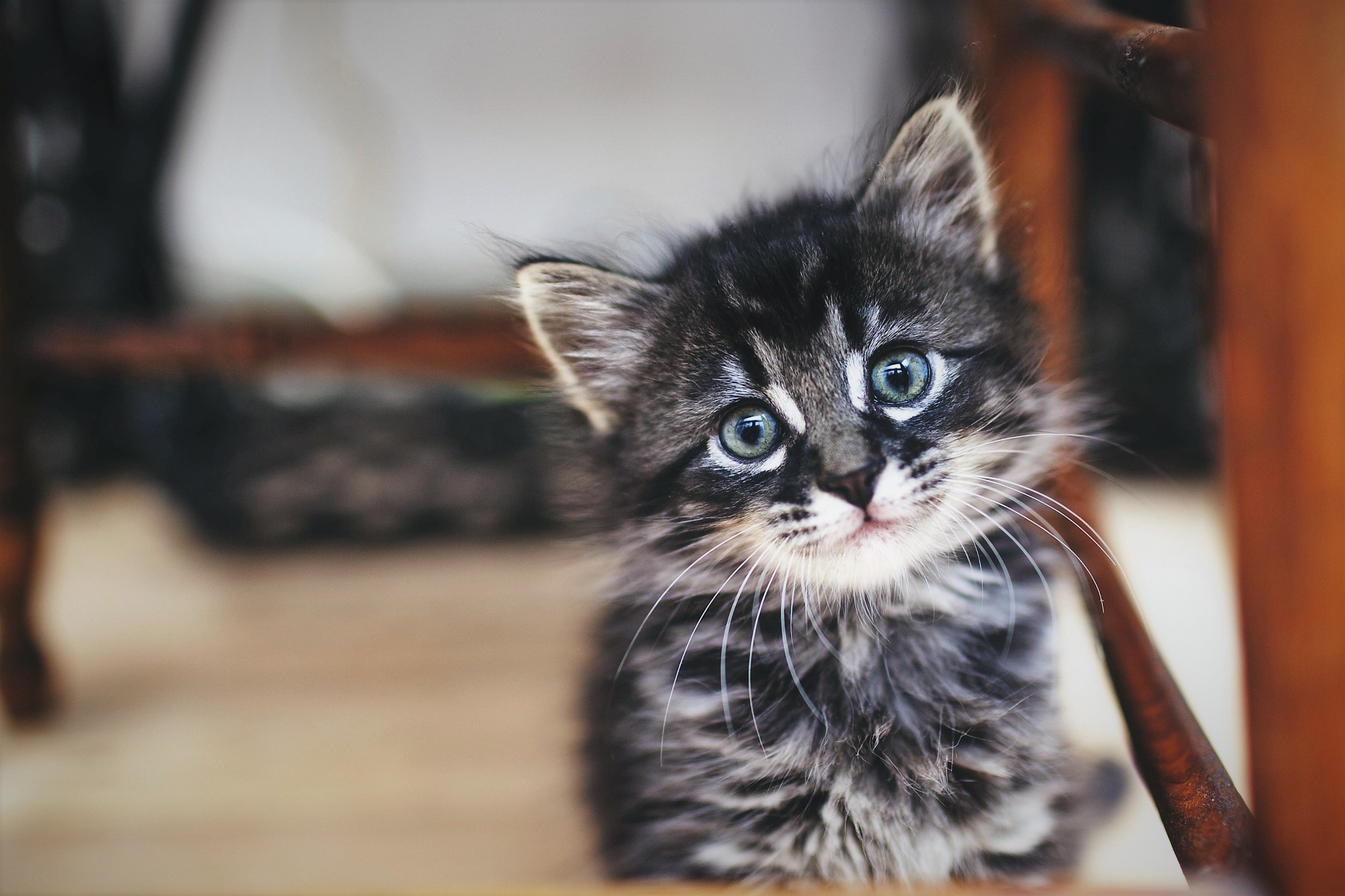 Baby Kitten Wallpapers